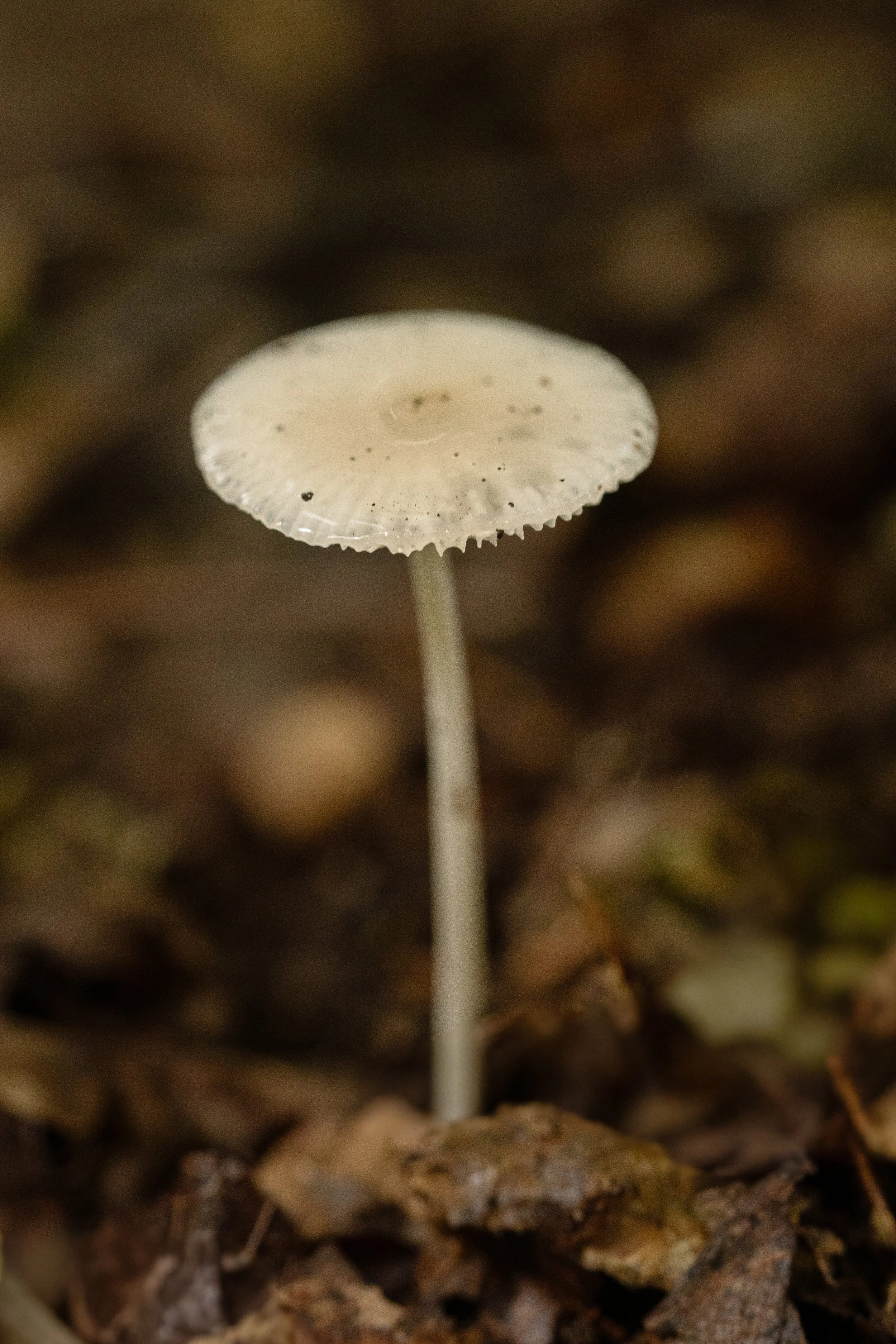 DSC07051.jpg