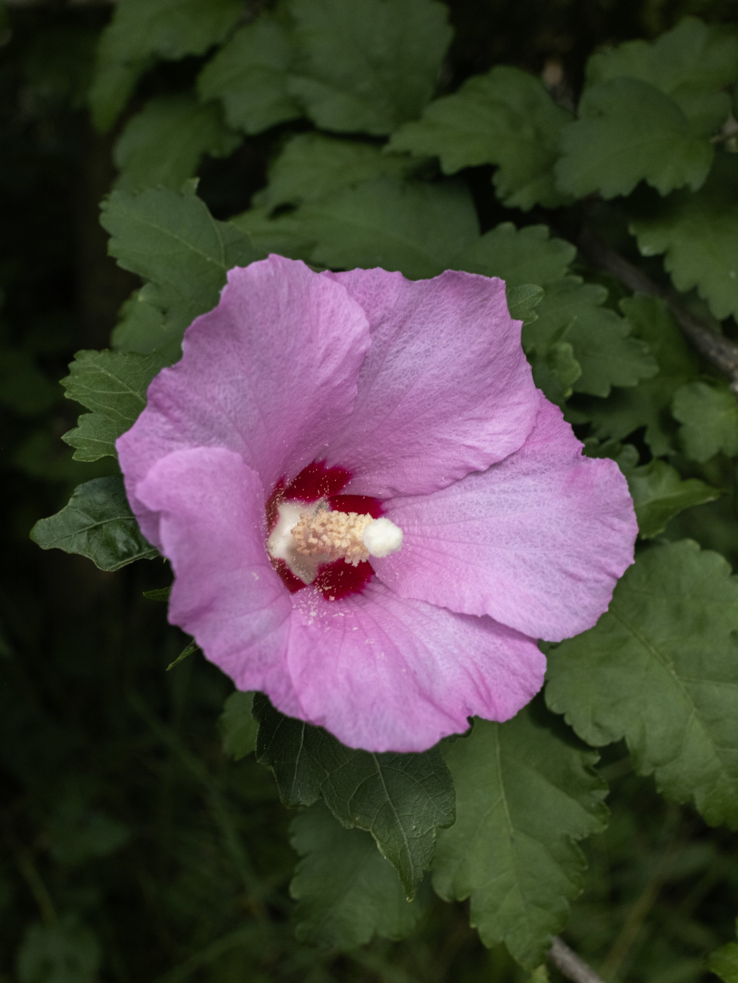 DSCF1057.jpg