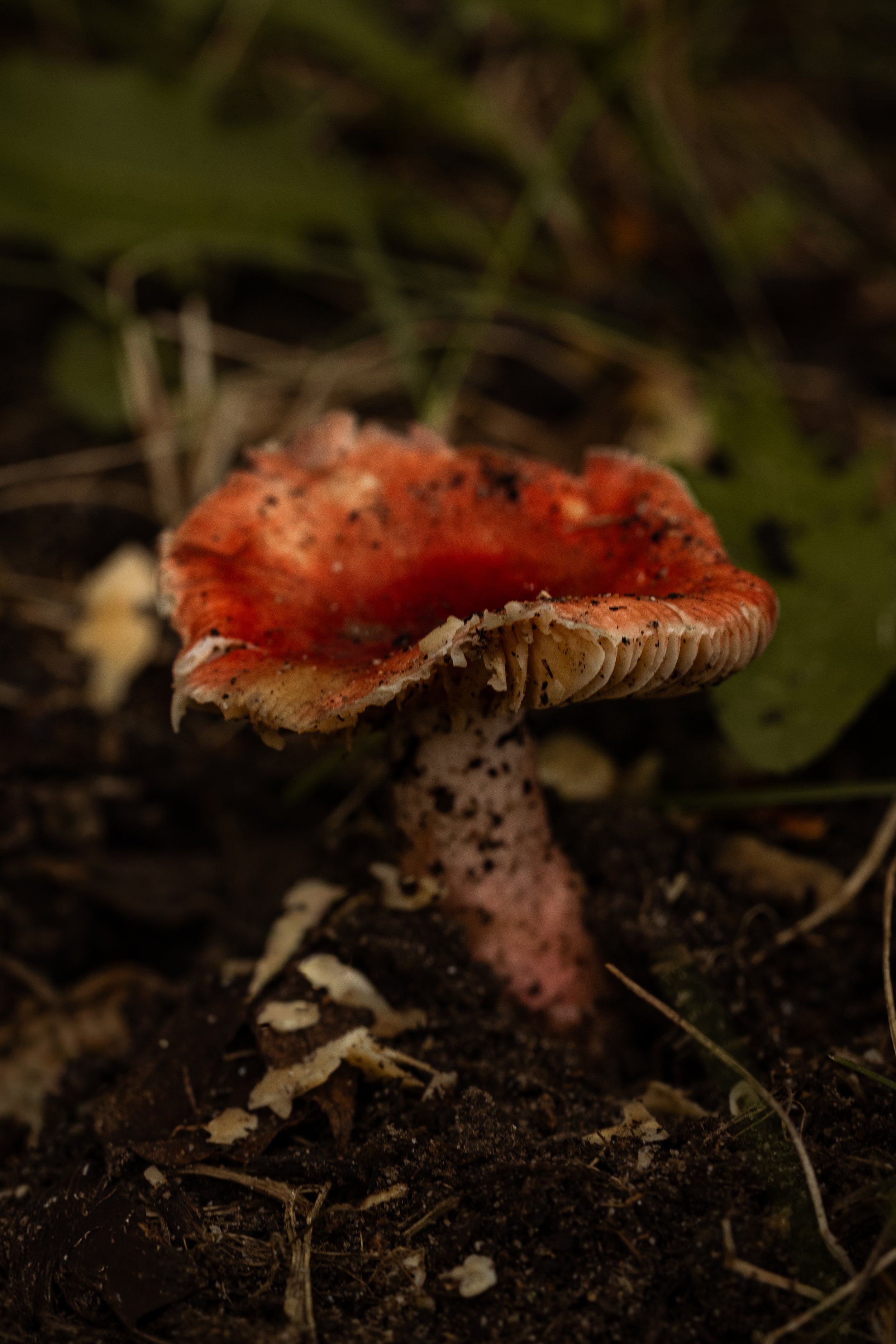 DSC06459.jpg