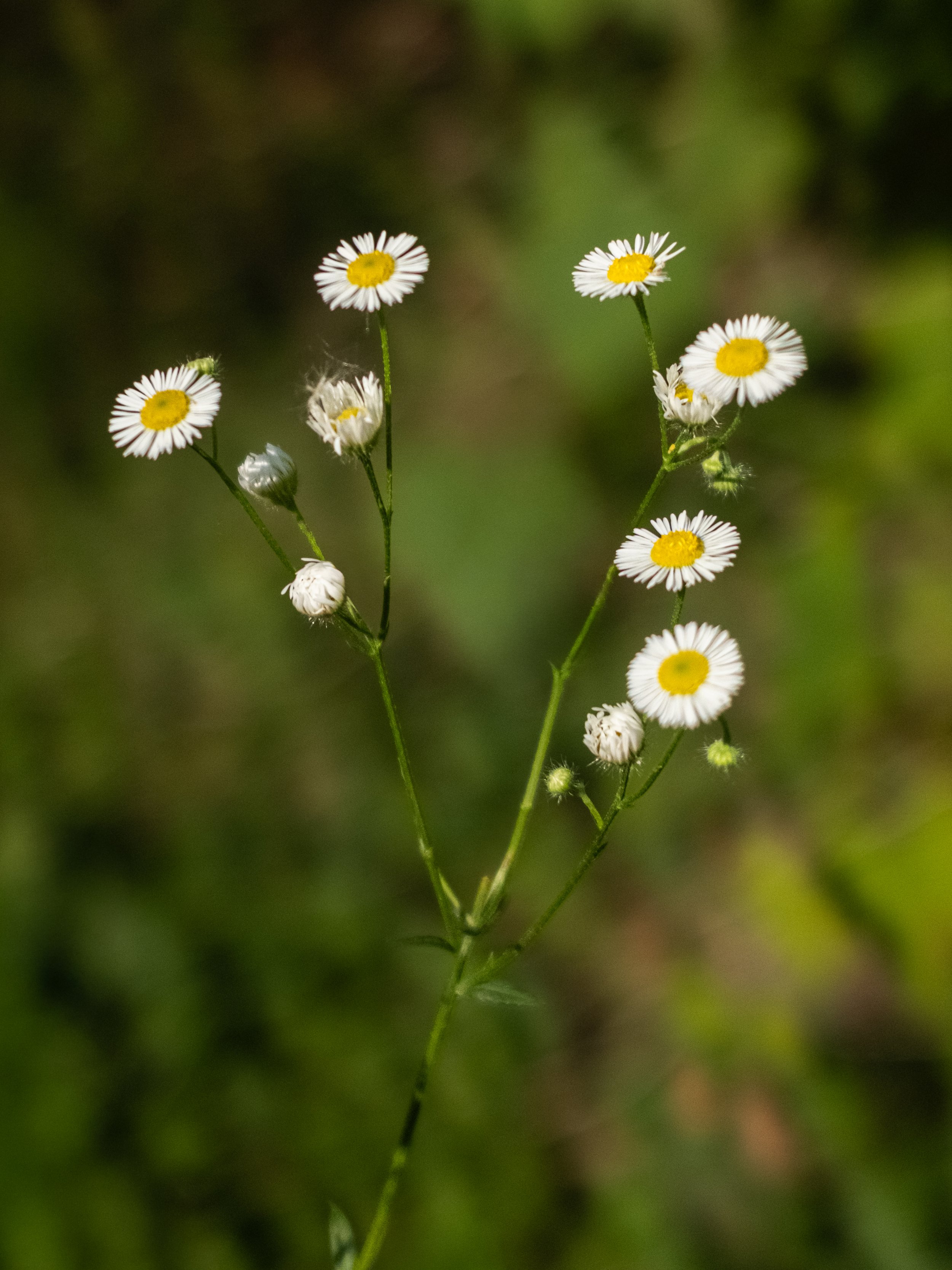 DSCF0686.jpg