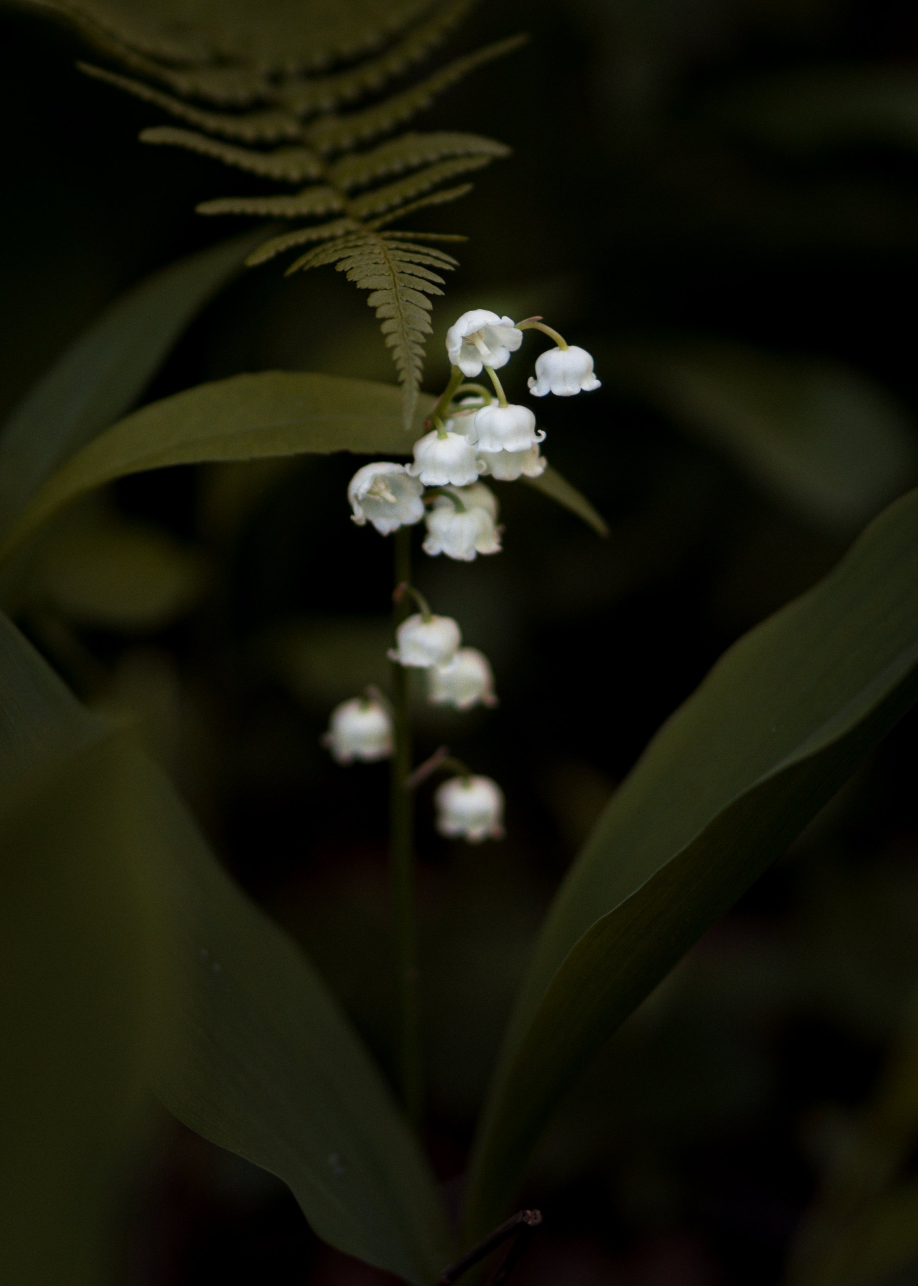 DSC00397-2.jpg