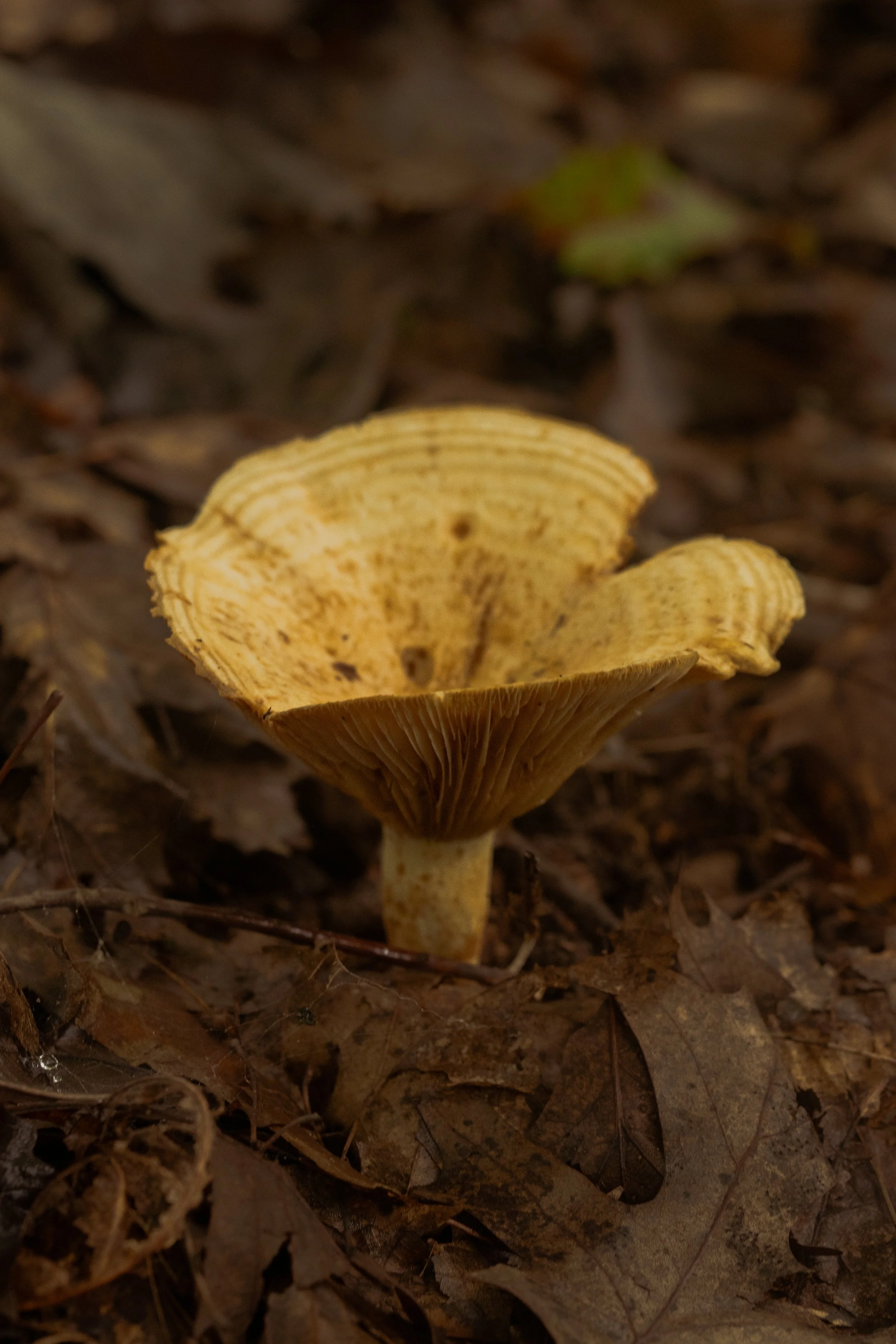 DSC07062.jpg
