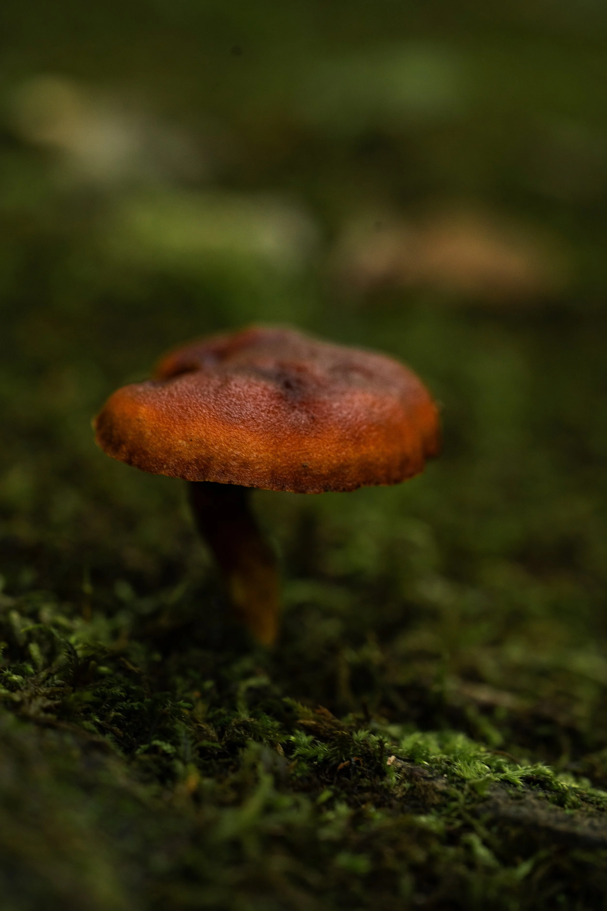 DSC07181.jpg