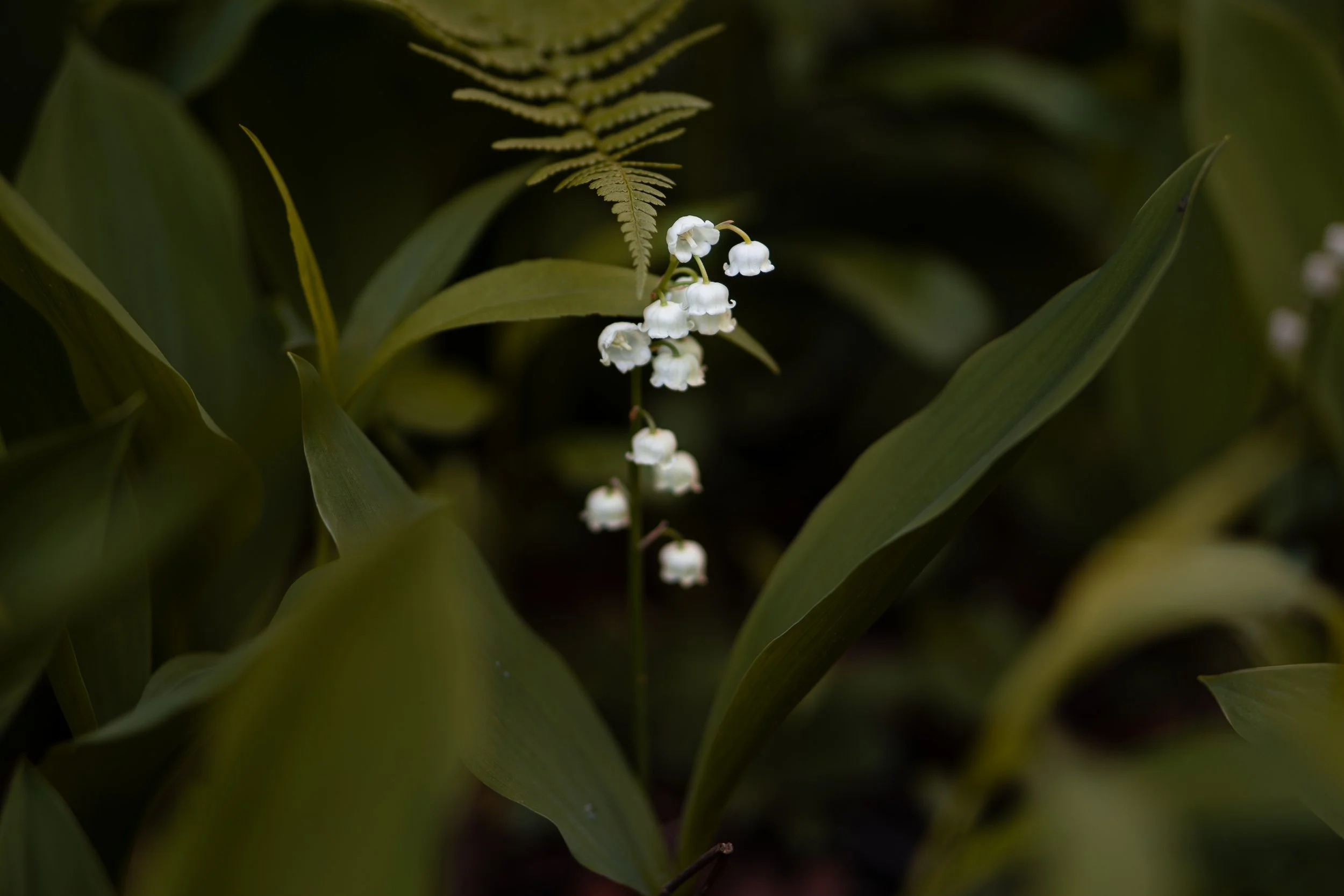 Plants and Nature