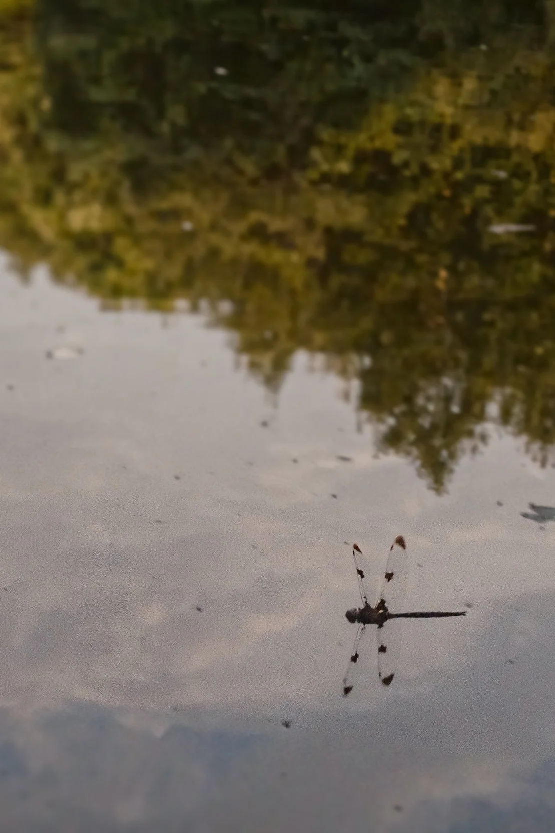 DSCF0241.jpg