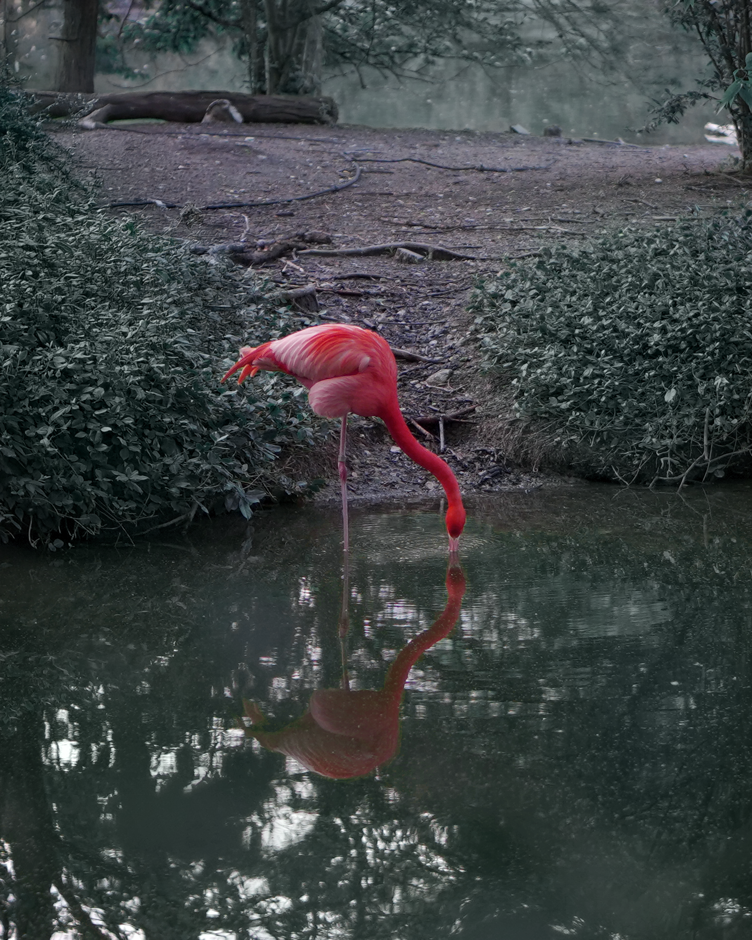 zoo 1 copy.png