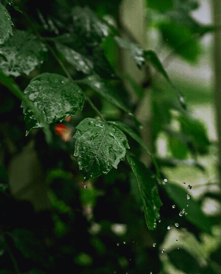 DSC01800.jpg