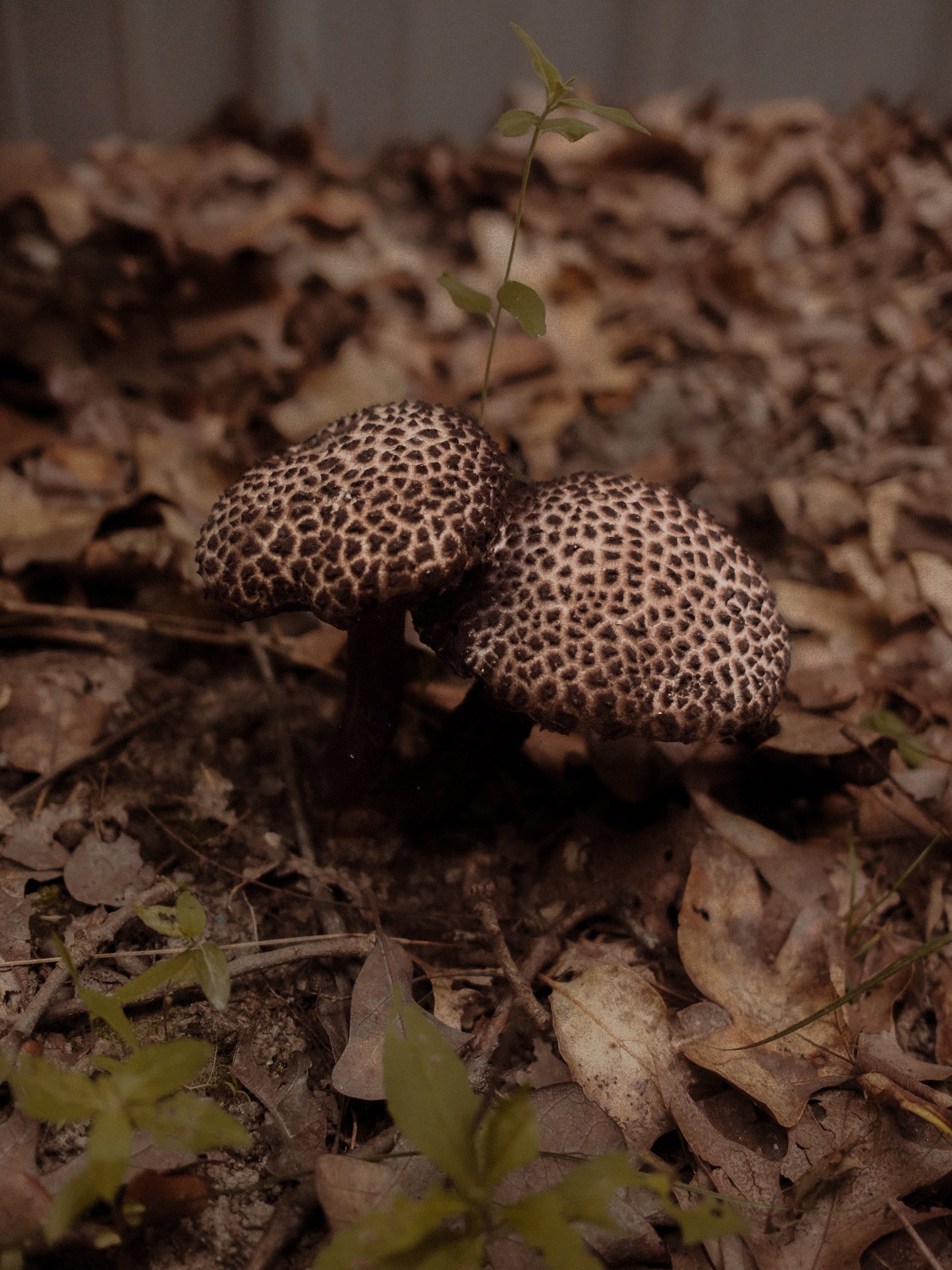 DSCF0060.jpg