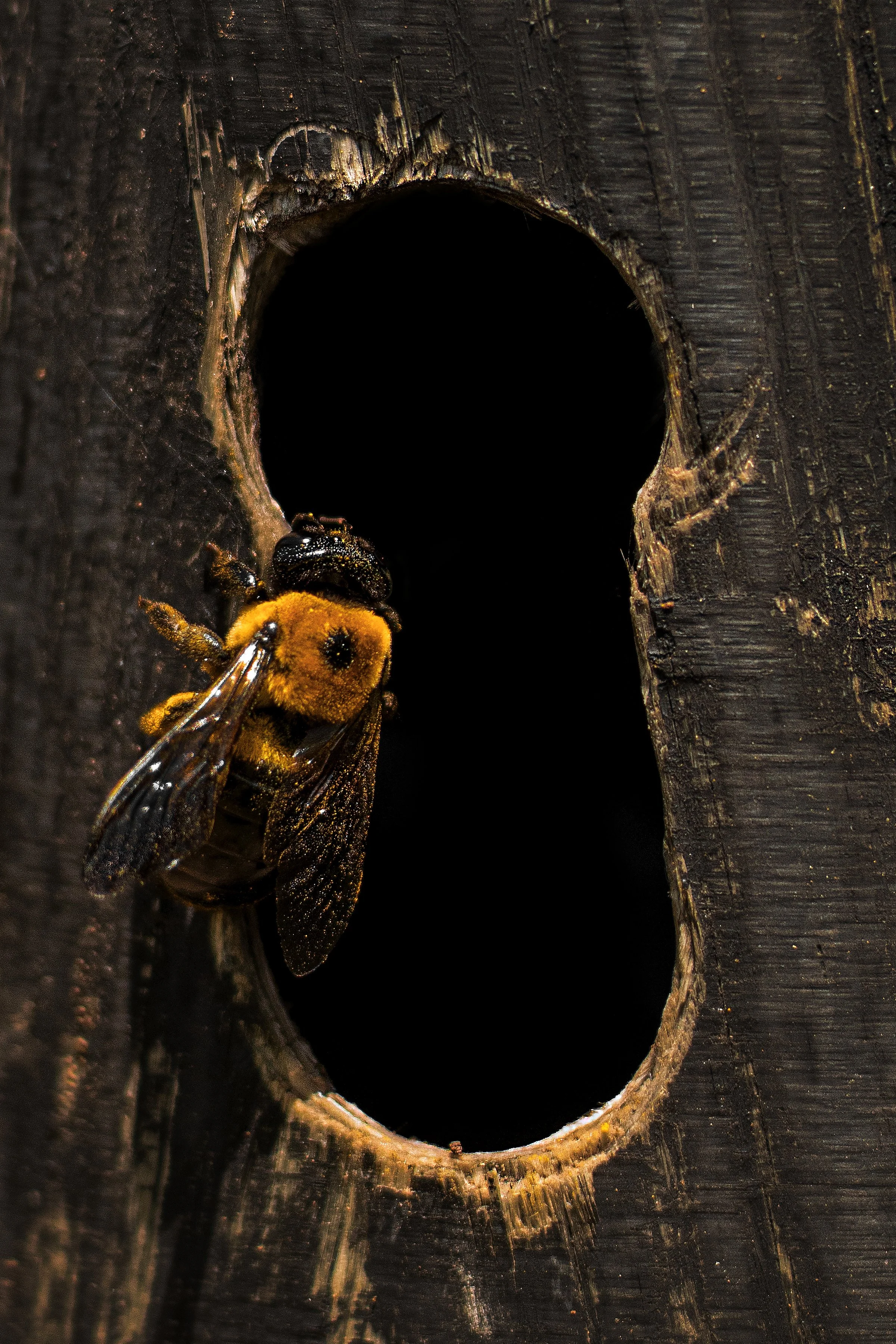 IMG_3417 24x36 copy.jpg