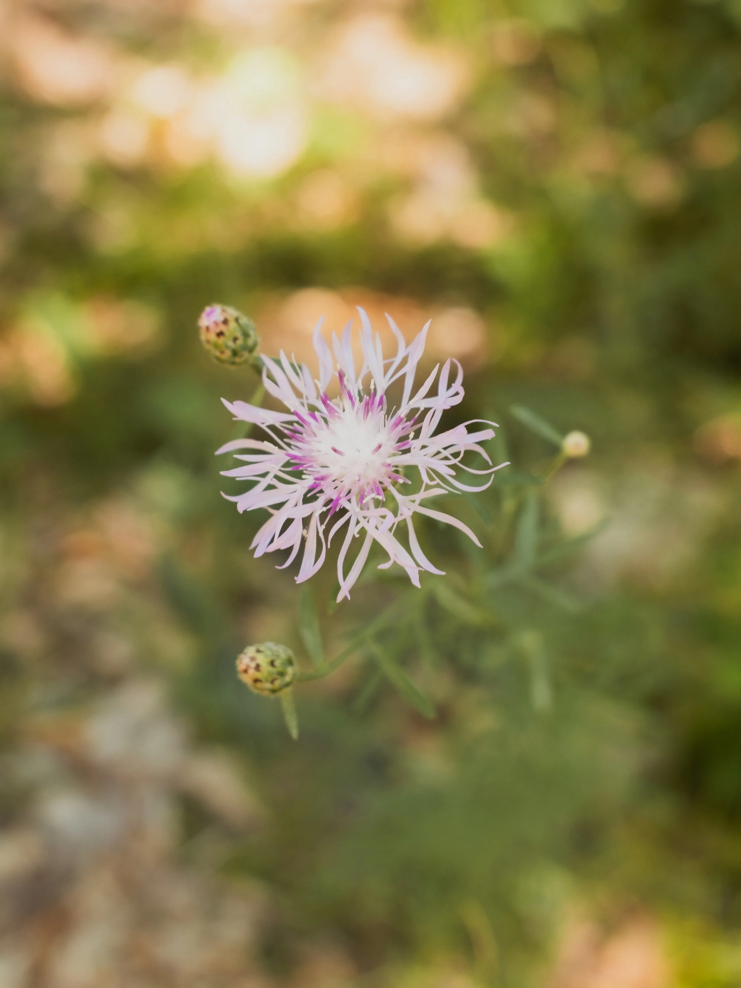 DSCF1009.jpg