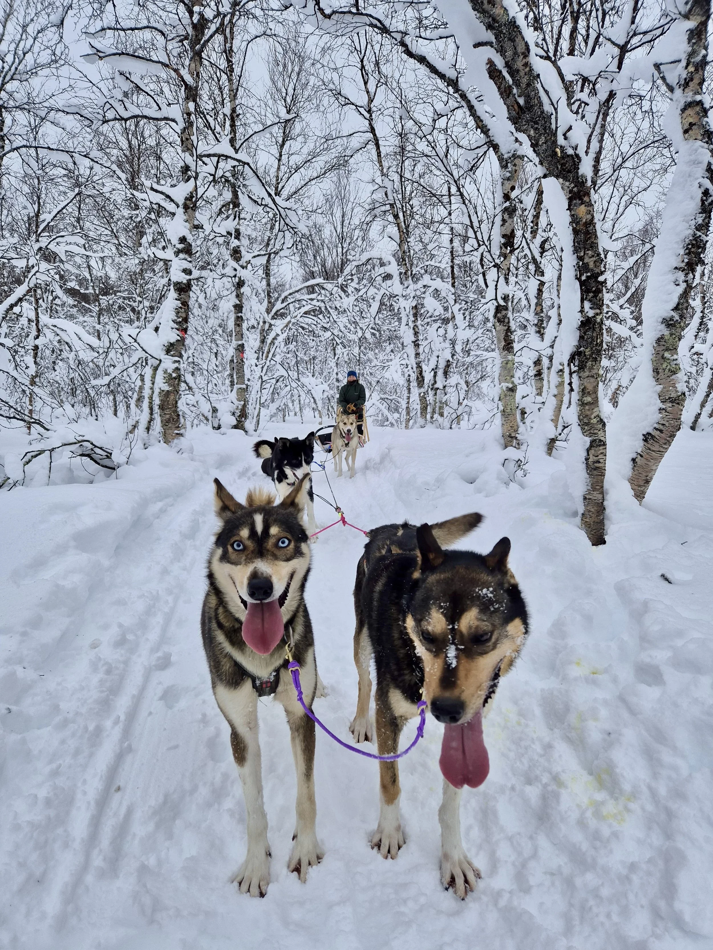 What we ask of dogs