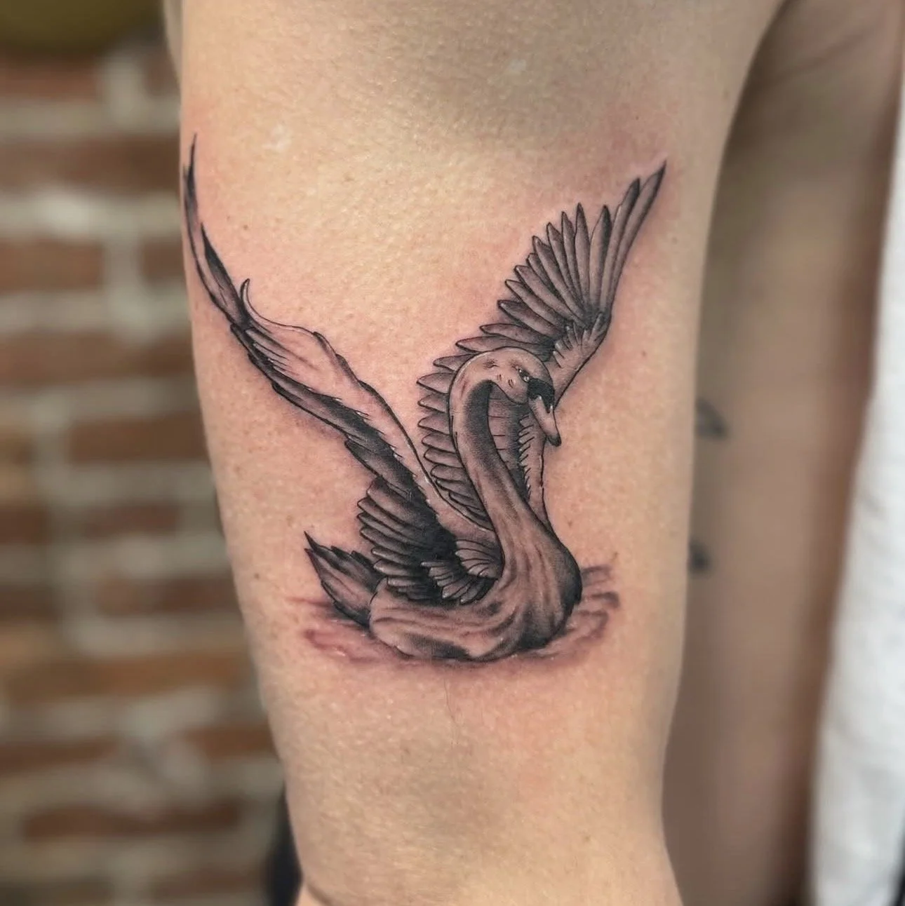 Black and gray tattoo of a swan with wings spread, located on a person's upper arm.