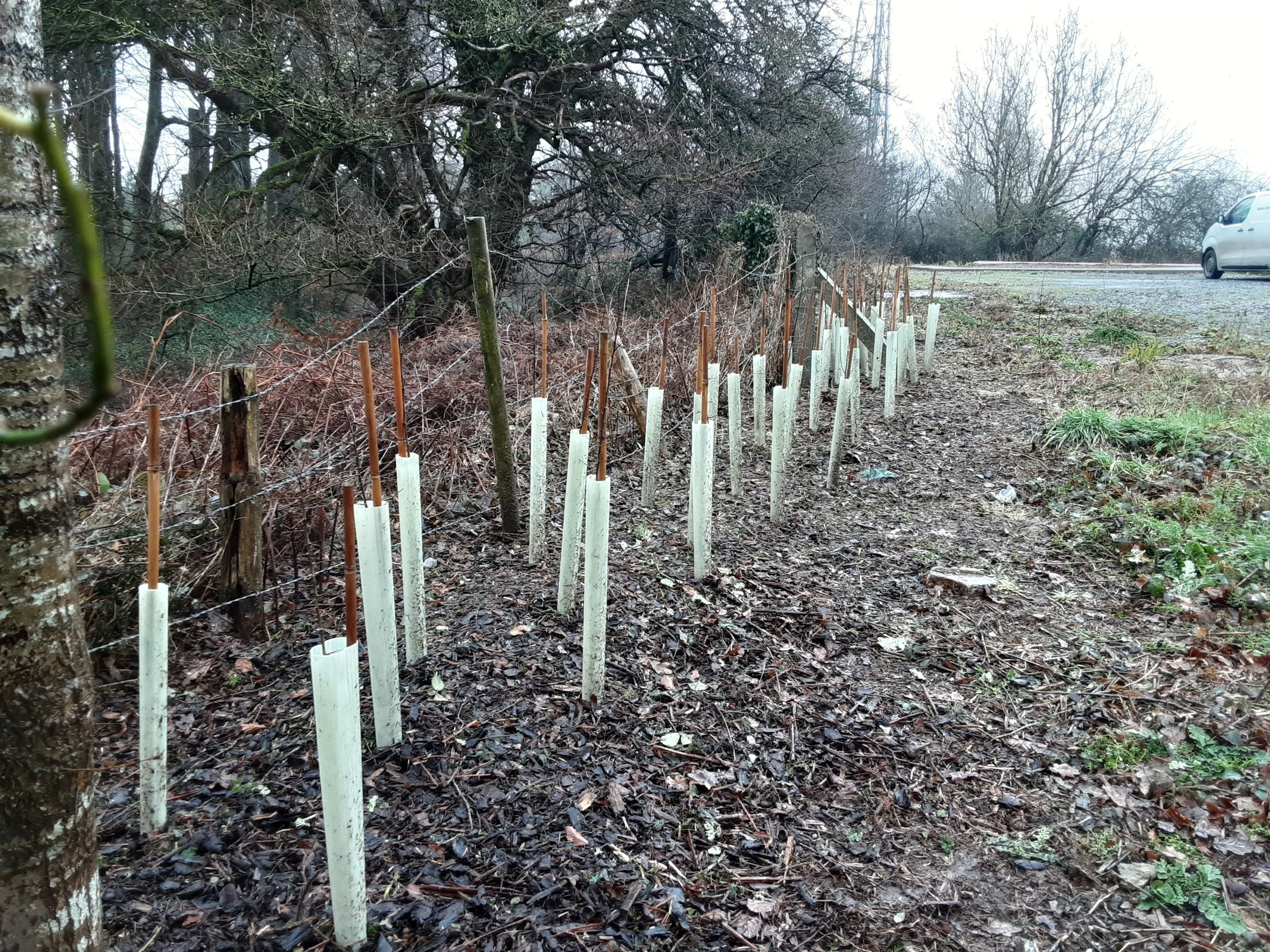 Tree planting