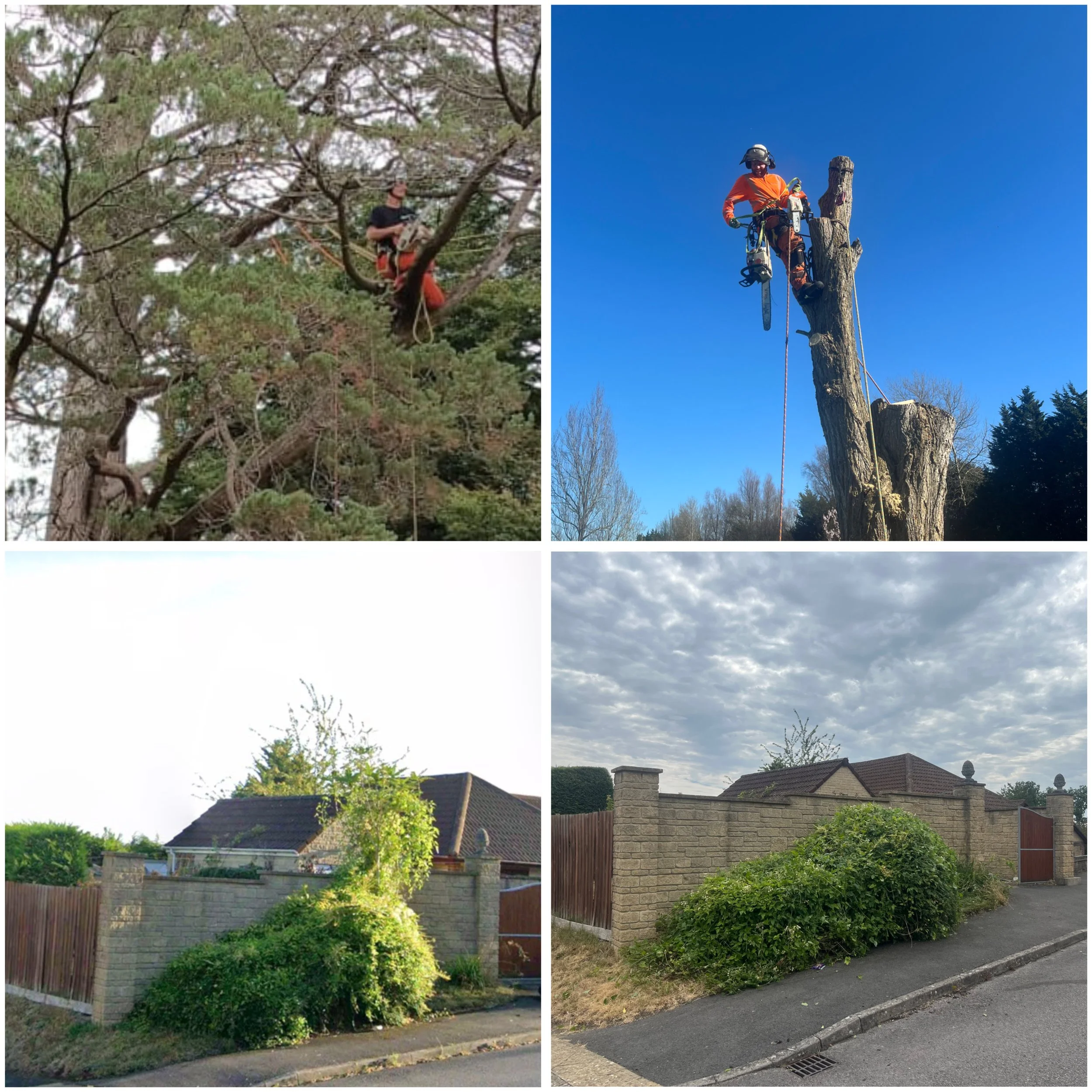 Tree Surgery