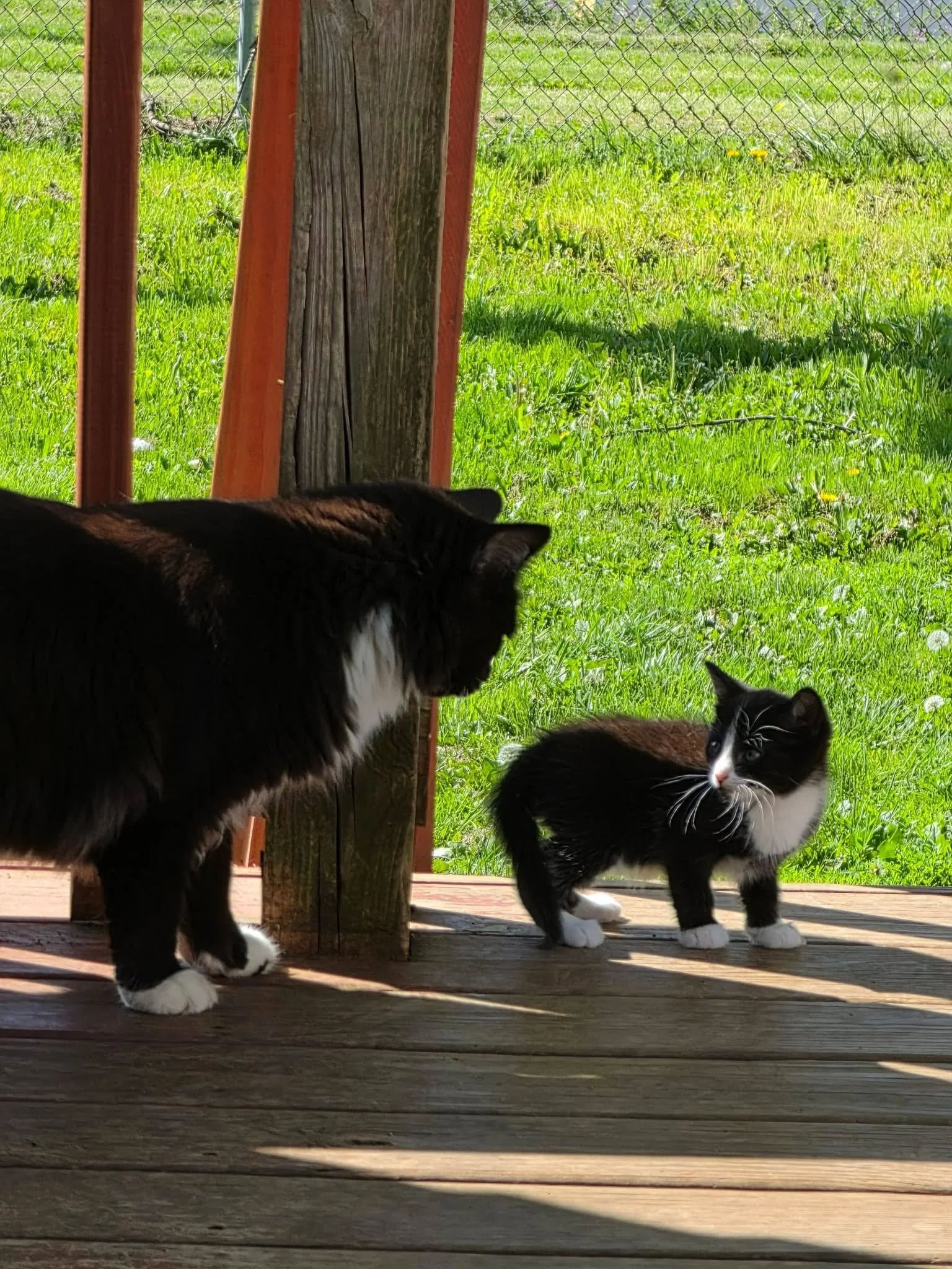 Two black and white cats standing on a wooden porch outdoors with green grass and a chain-link fence in the background.