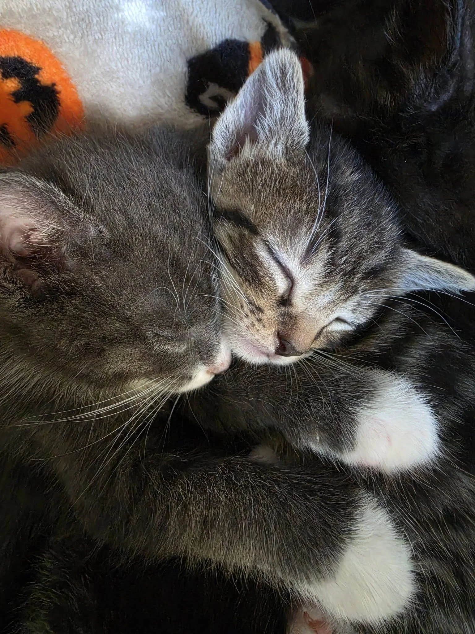 Close-up of two sleeping kittens, one with gray fur and white markings, the other with black and white fur, snuggling together.