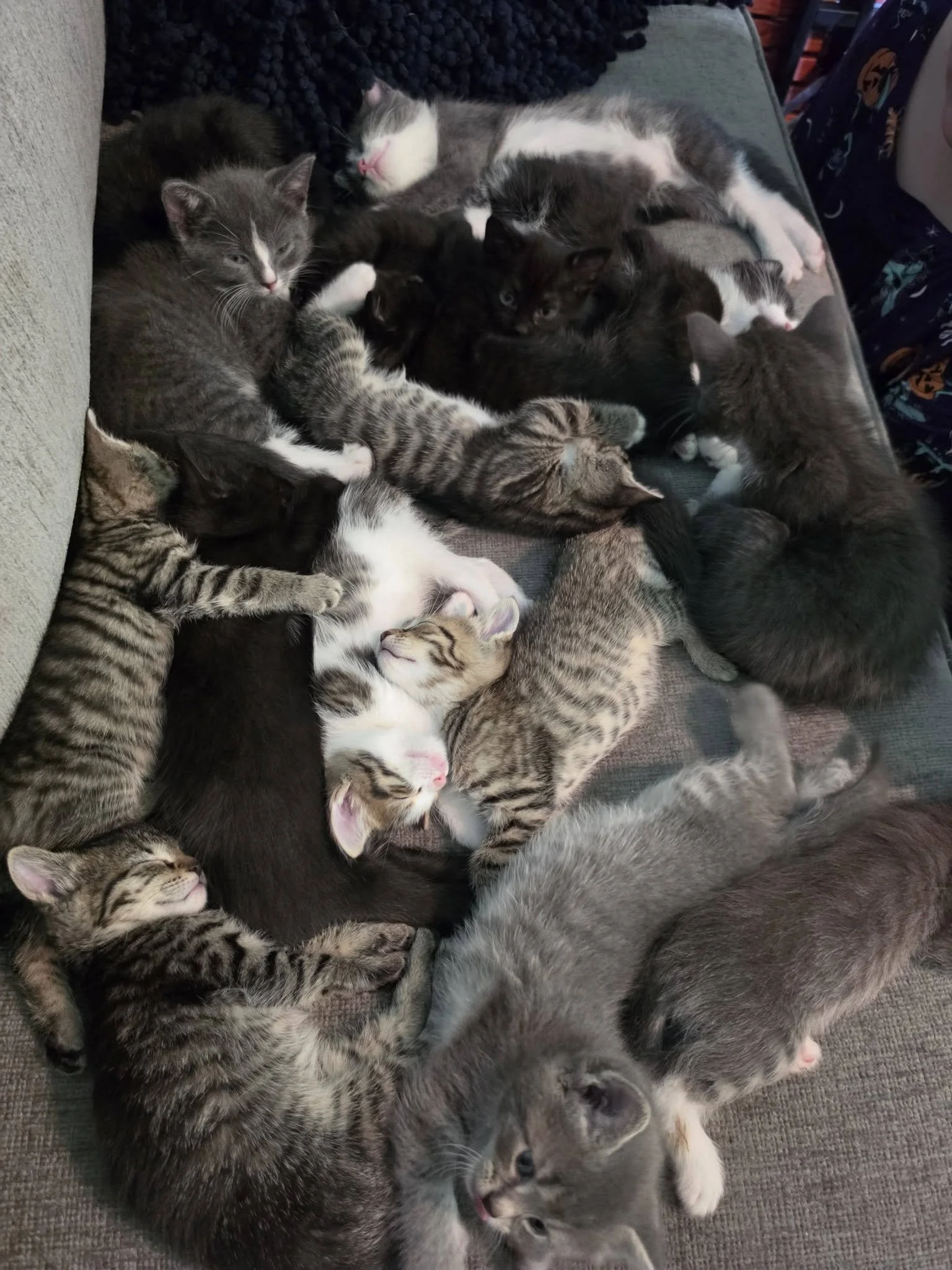 Several kittens sleeping in a pile on a gray surface, some with stripes and some with patches of gray and white fur.