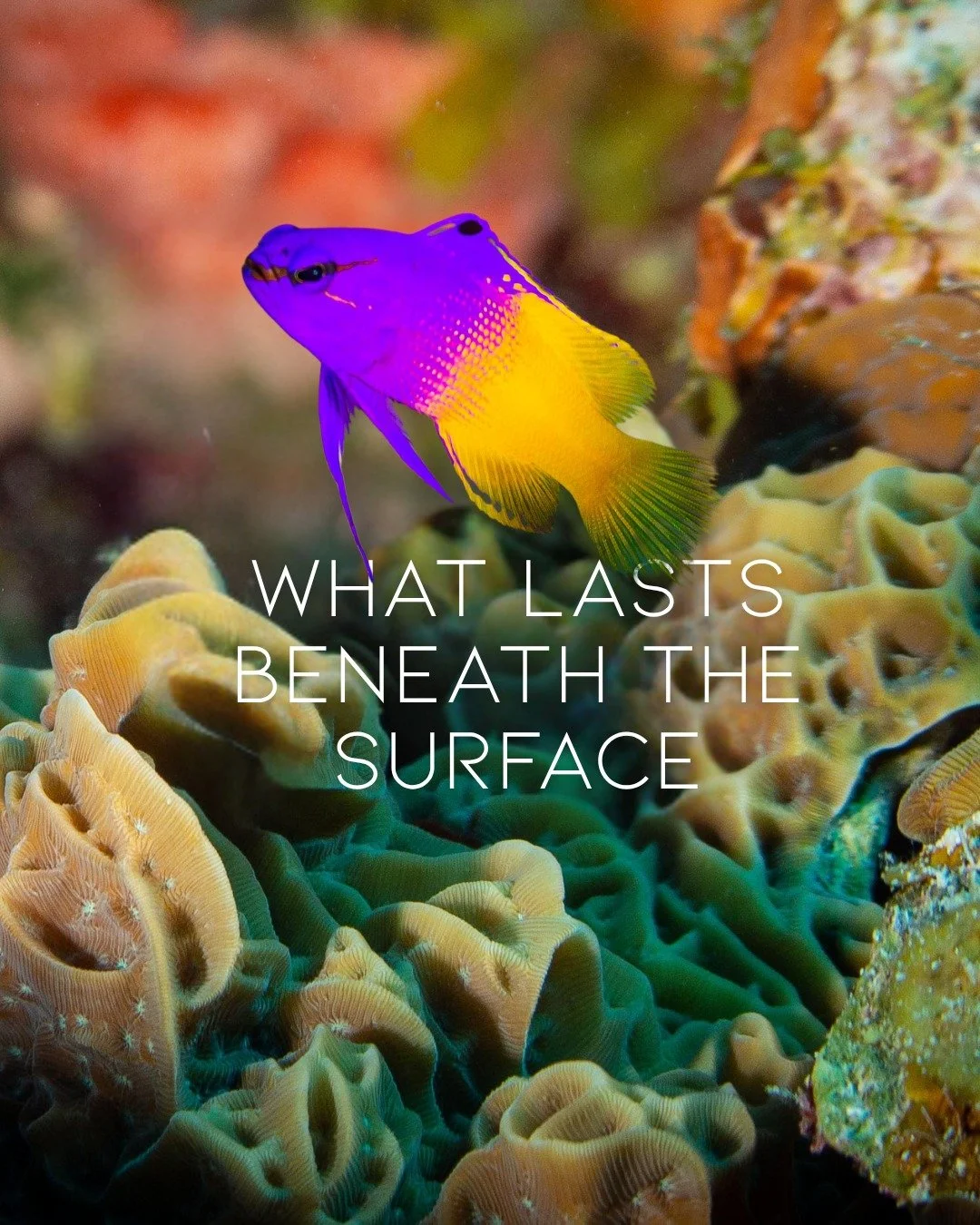 We spend a lot of time protecting what we value&mdash;but Jesus invites us to think differently about what is truly worth treasuring.

Join us this Sunday as we continue our Deep Dive into the Sermon on the Mount with Deep Sea Preservation and Matthe