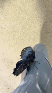 0654208A-1614-42C1-A427-EFA319BFAB0D.GIF