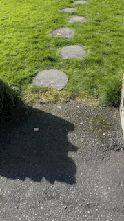 8DB962D2-08D2-4CF1-9E47-74470BF60FD2.GIF