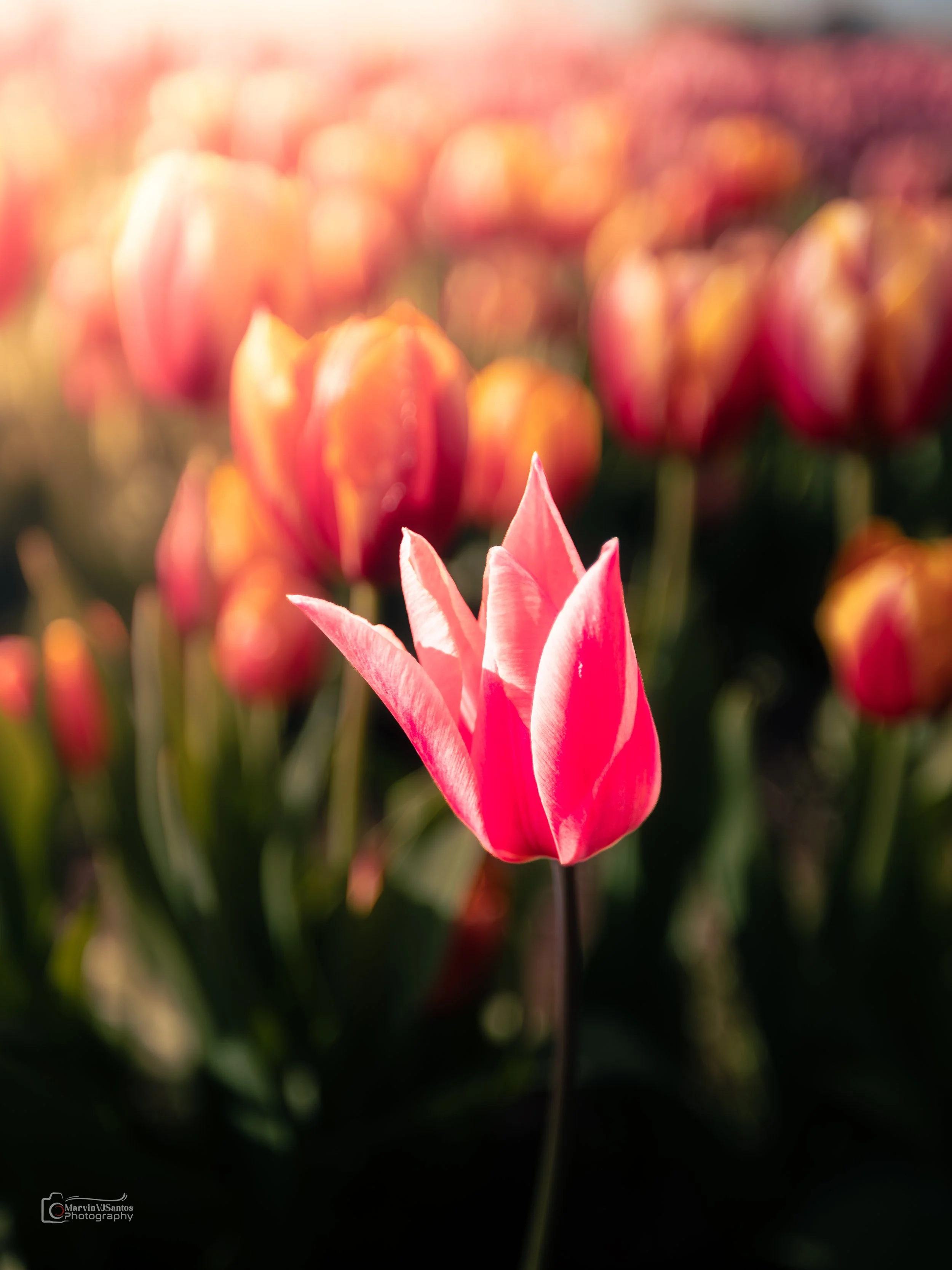 MLR69581-Edit.jpg