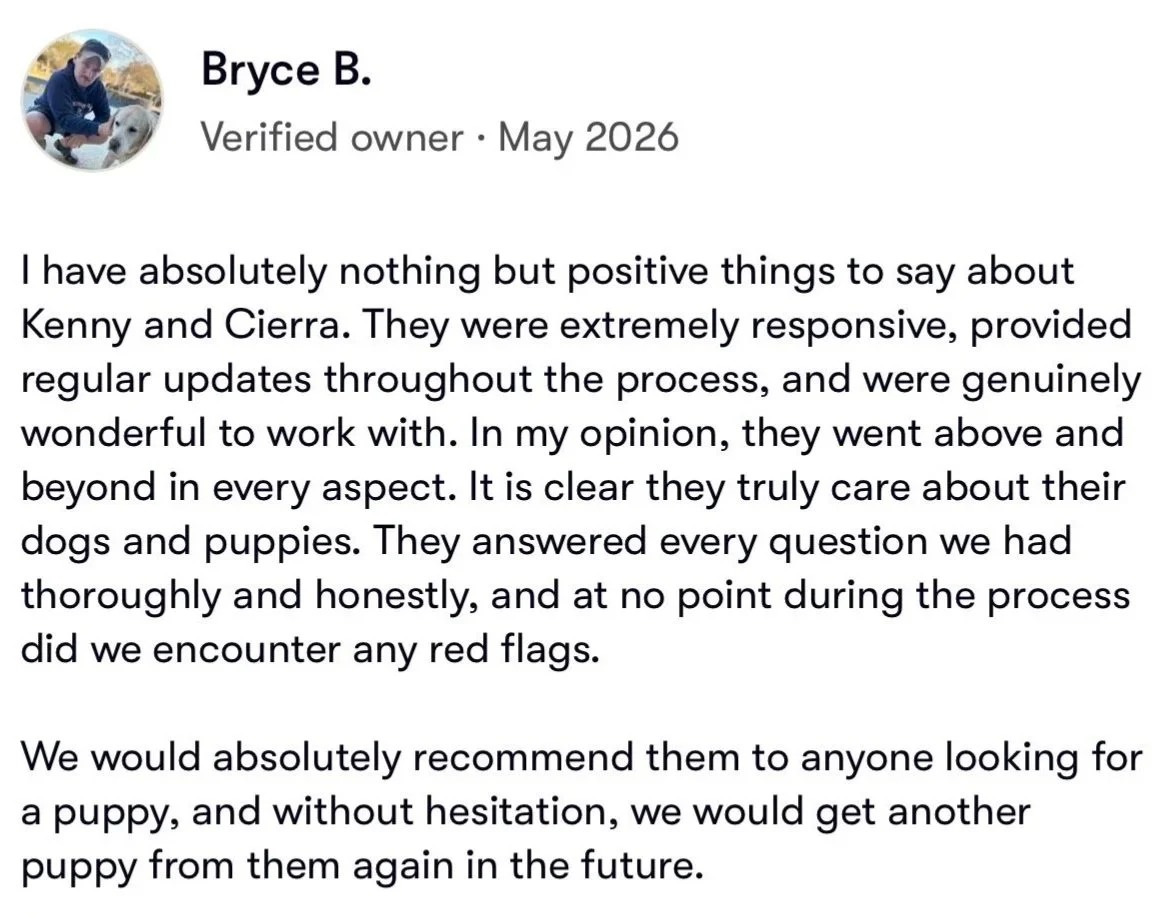 “Five-star owner review for Wyngate Pits American Pitbull Terrier puppies for sale.”