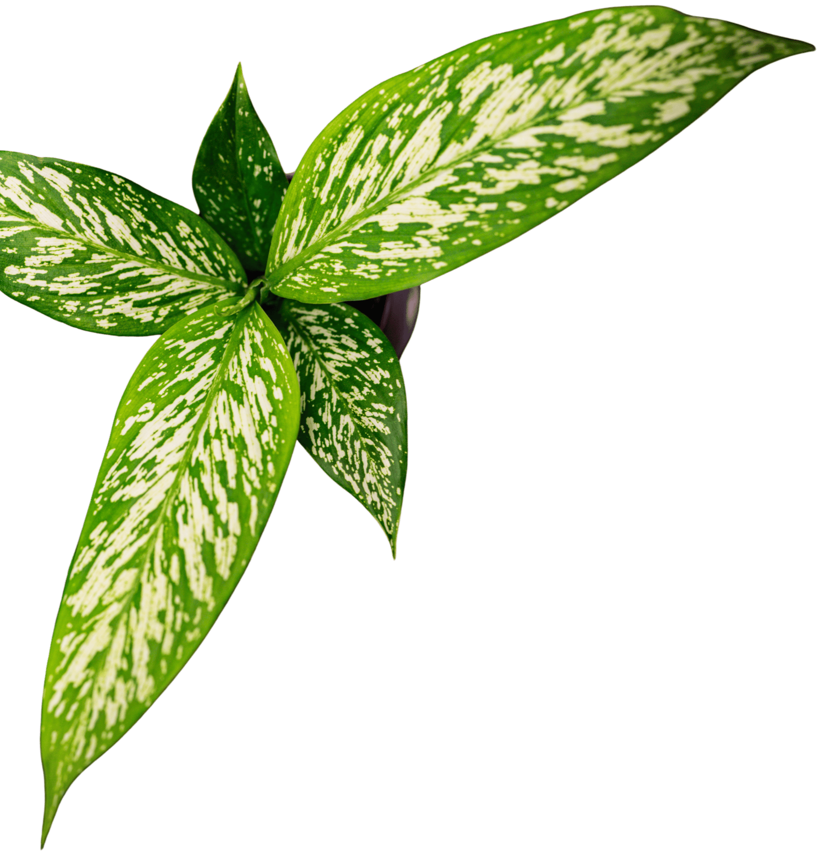 Close-up of a variegated green and white patterned houseplant leaf.