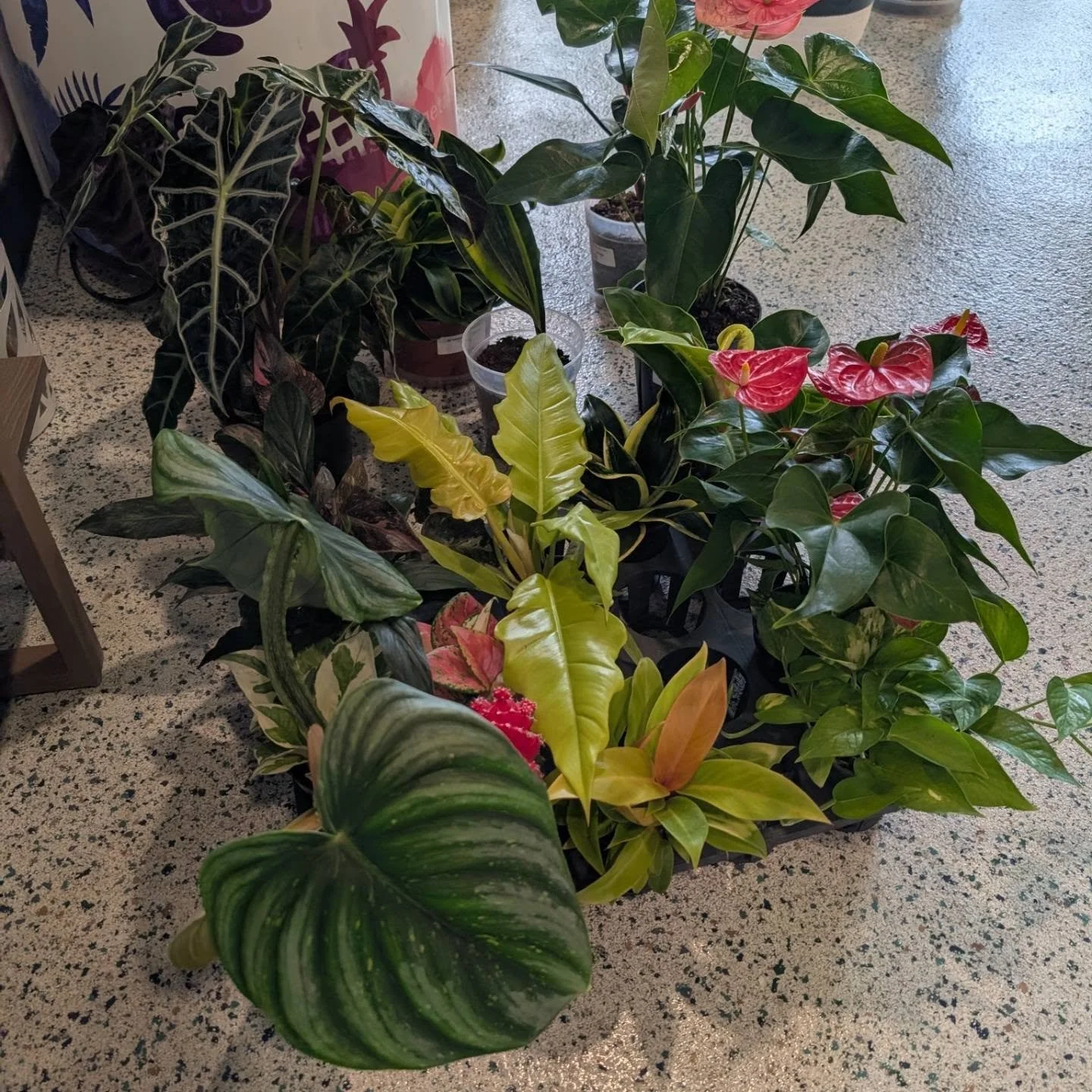 Getting some greenery together to decorate a gorgeous venue! The Mental Note @thementalnotejazz is hosting a beautiful event tonight focused on getting in touch with your Emotions Through the Lens of Jazz. October is Mental Health Month - we truly be