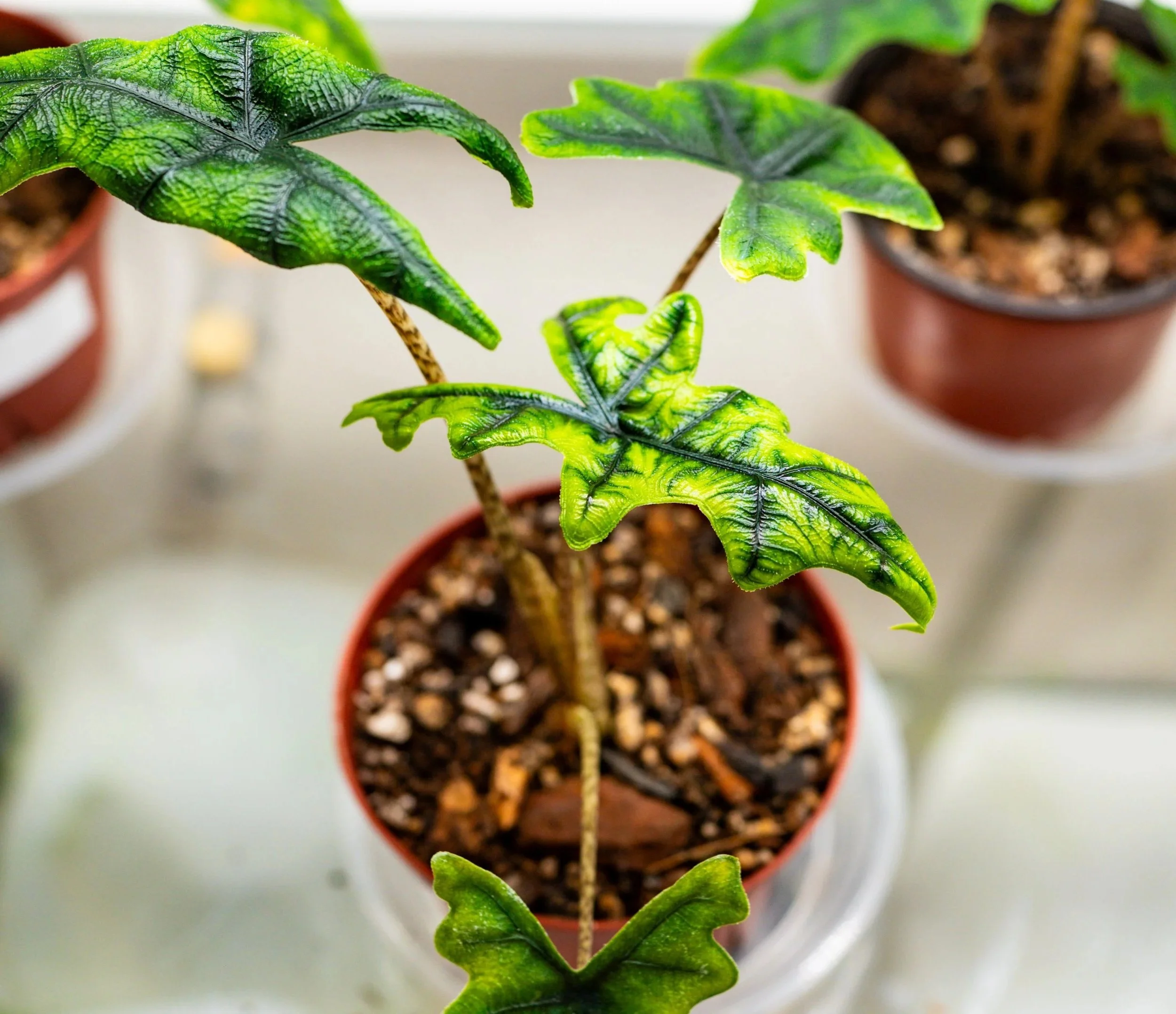 Close-up of a potted plant with wrinkled green leaves with dark veins, placed on a light-colored surface.