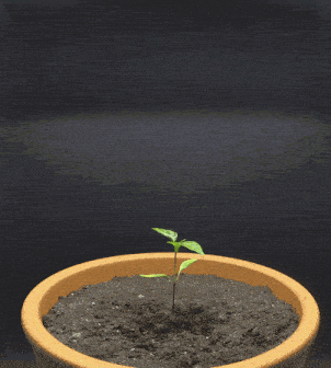 Small green plant sprouting from soil in a terracotta pot