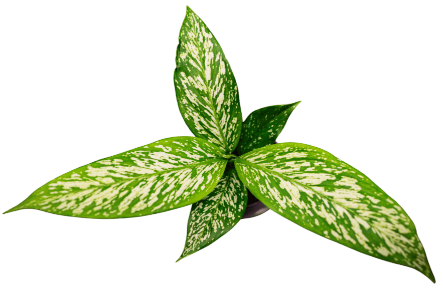 A potted plant with variegated green and white leaves.