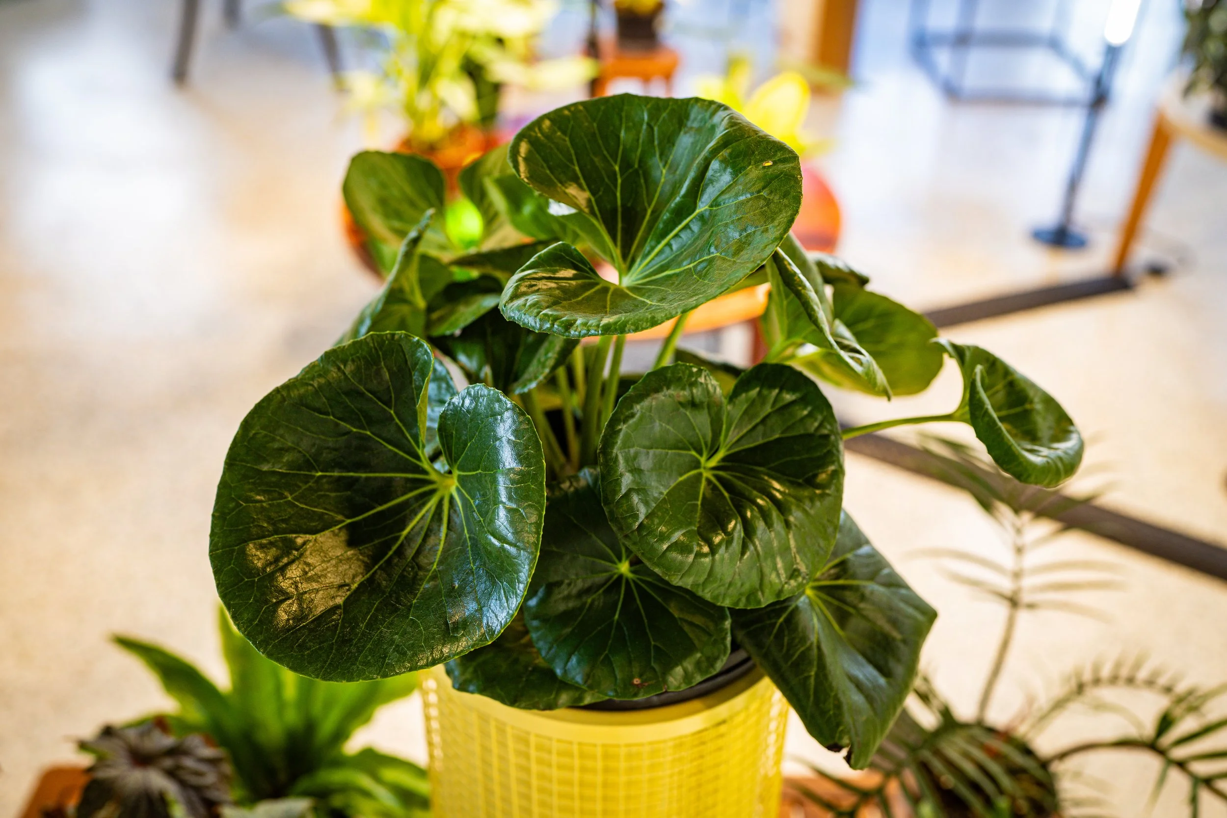 Close-up of a potted plant with large, shiny, green leaves, placed in a yellow container inside a room with other plants and furniture.