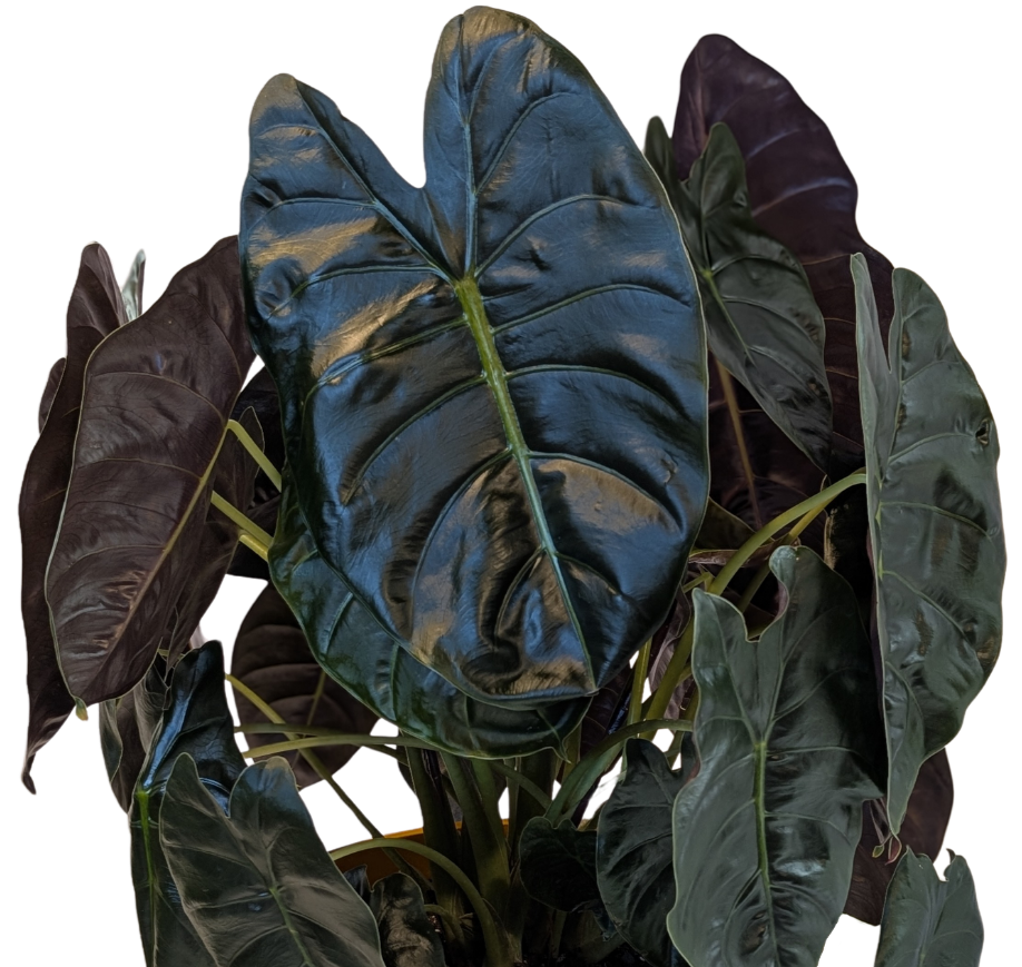 Close-up of a potted plant with large, dark green, glossy leaves.