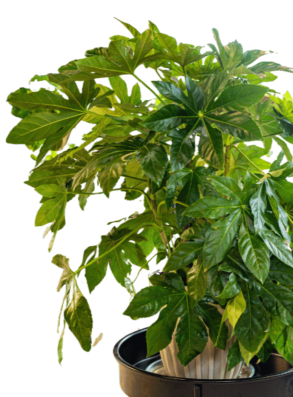 Indoor plant with large green glossy leaves in a black pot.