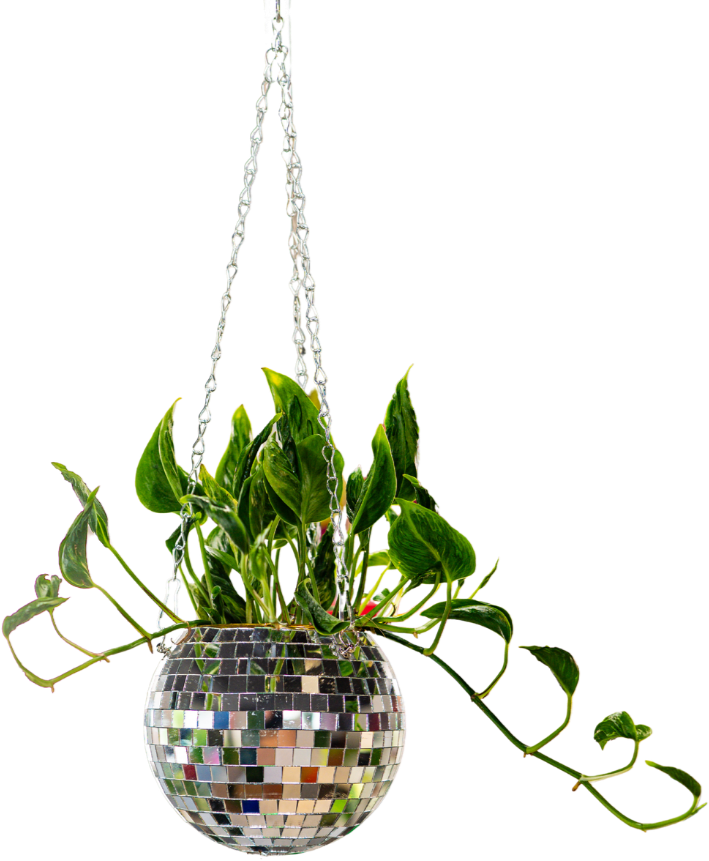A potted plant with green leaves in a round, mosaic-style, reflective pot.
