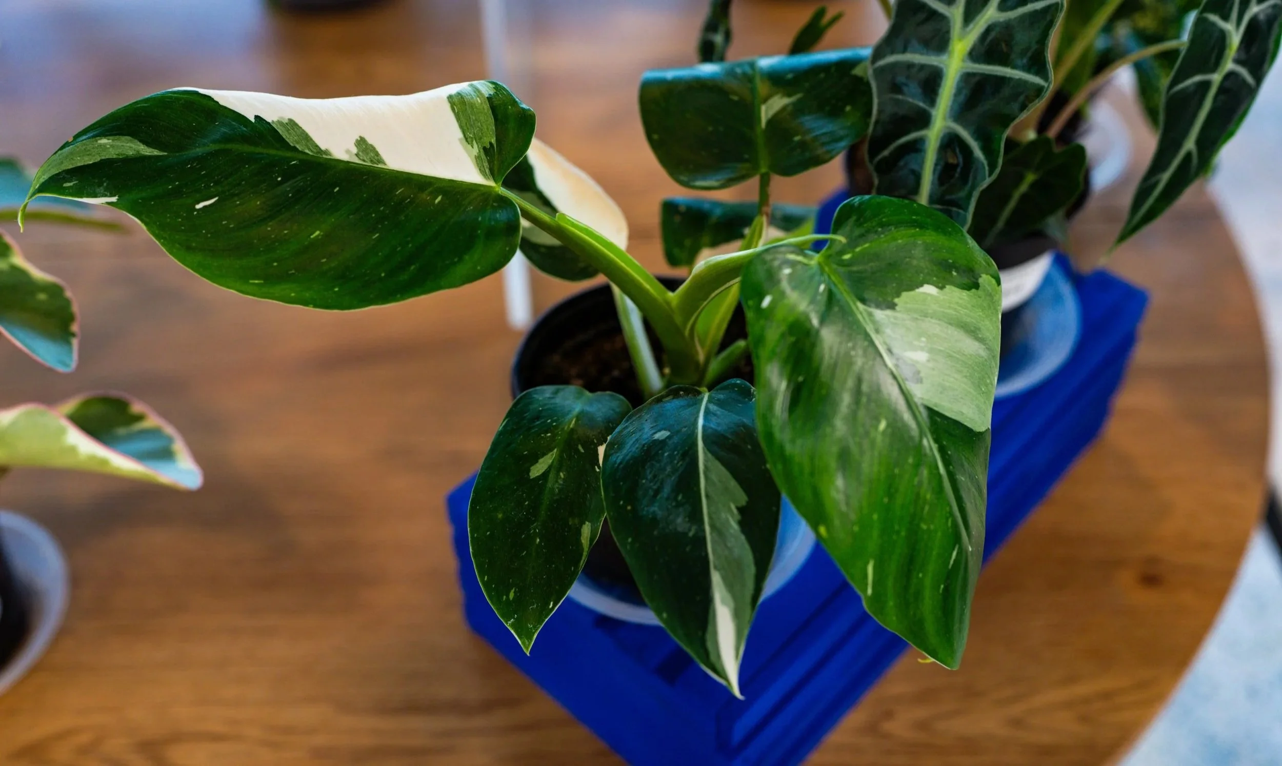 A potted variegated pothos plant with green and white leaves in a blue pot on a wooden tabletop.