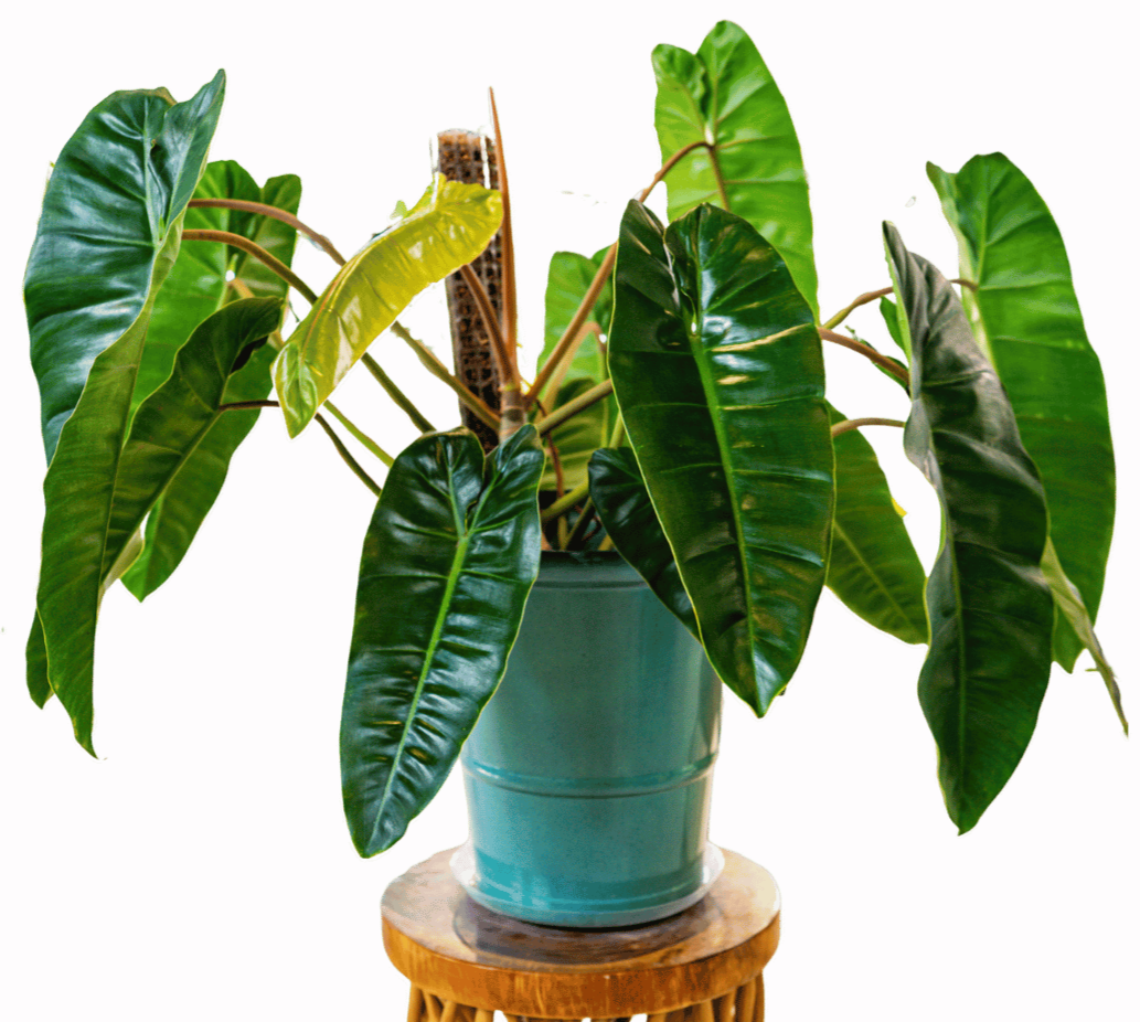 A potted houseplant with large, glossy green leaves on a wicker stand.