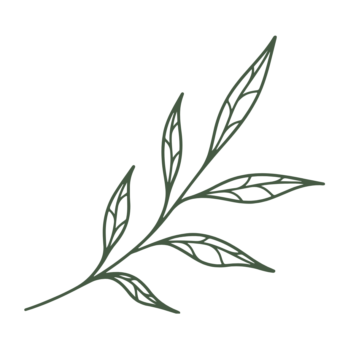 Line drawing of a simple leafy branch with elongated leaves.