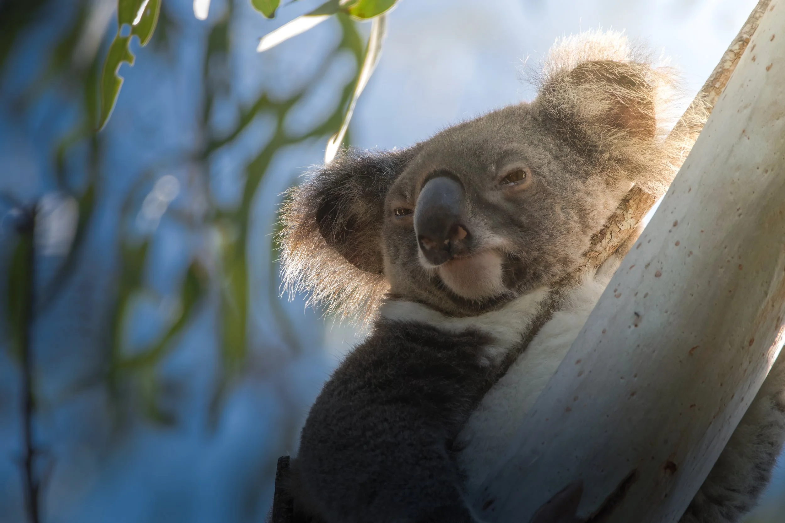 Australia Koala 1