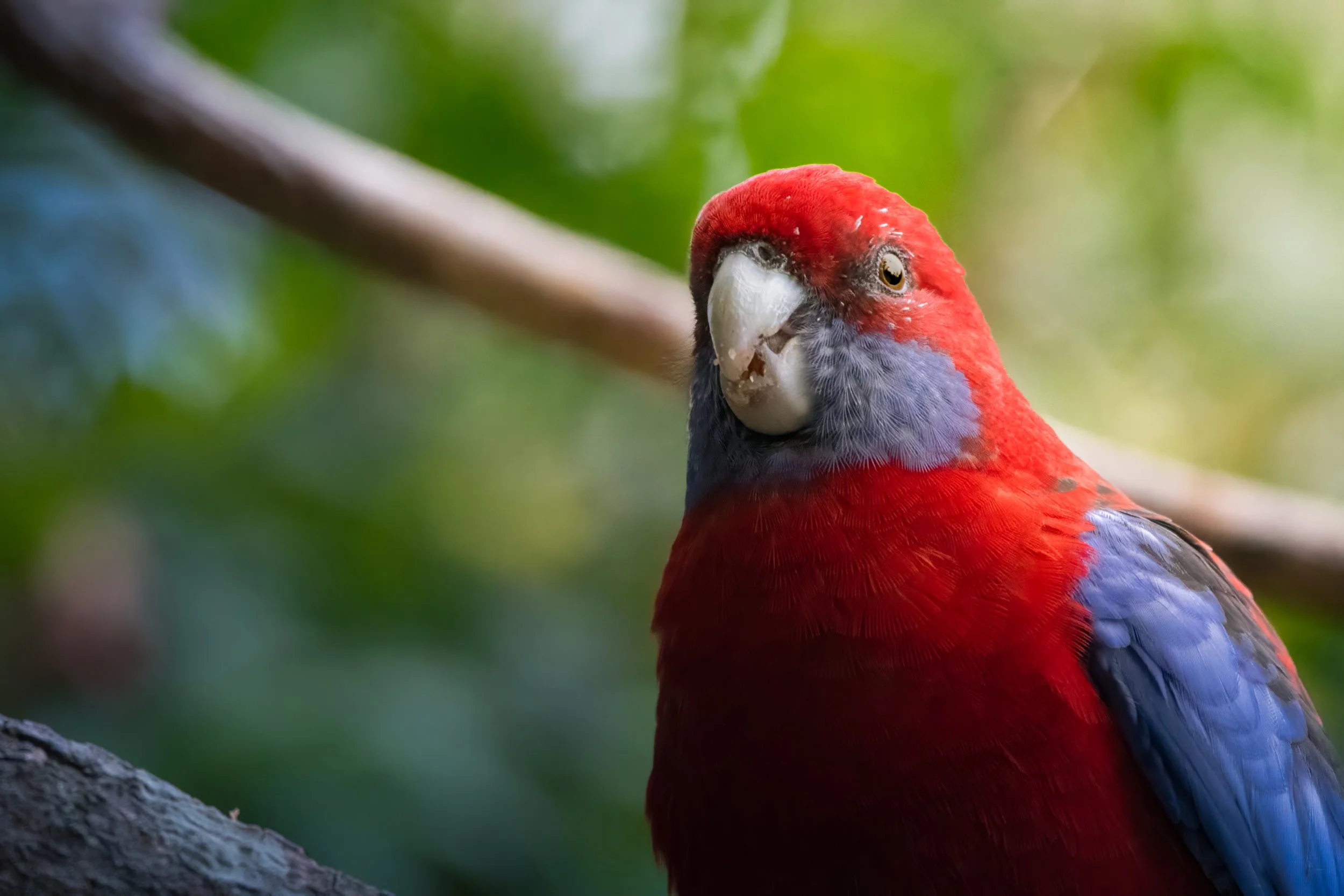 Australia Crimson Rosella 1