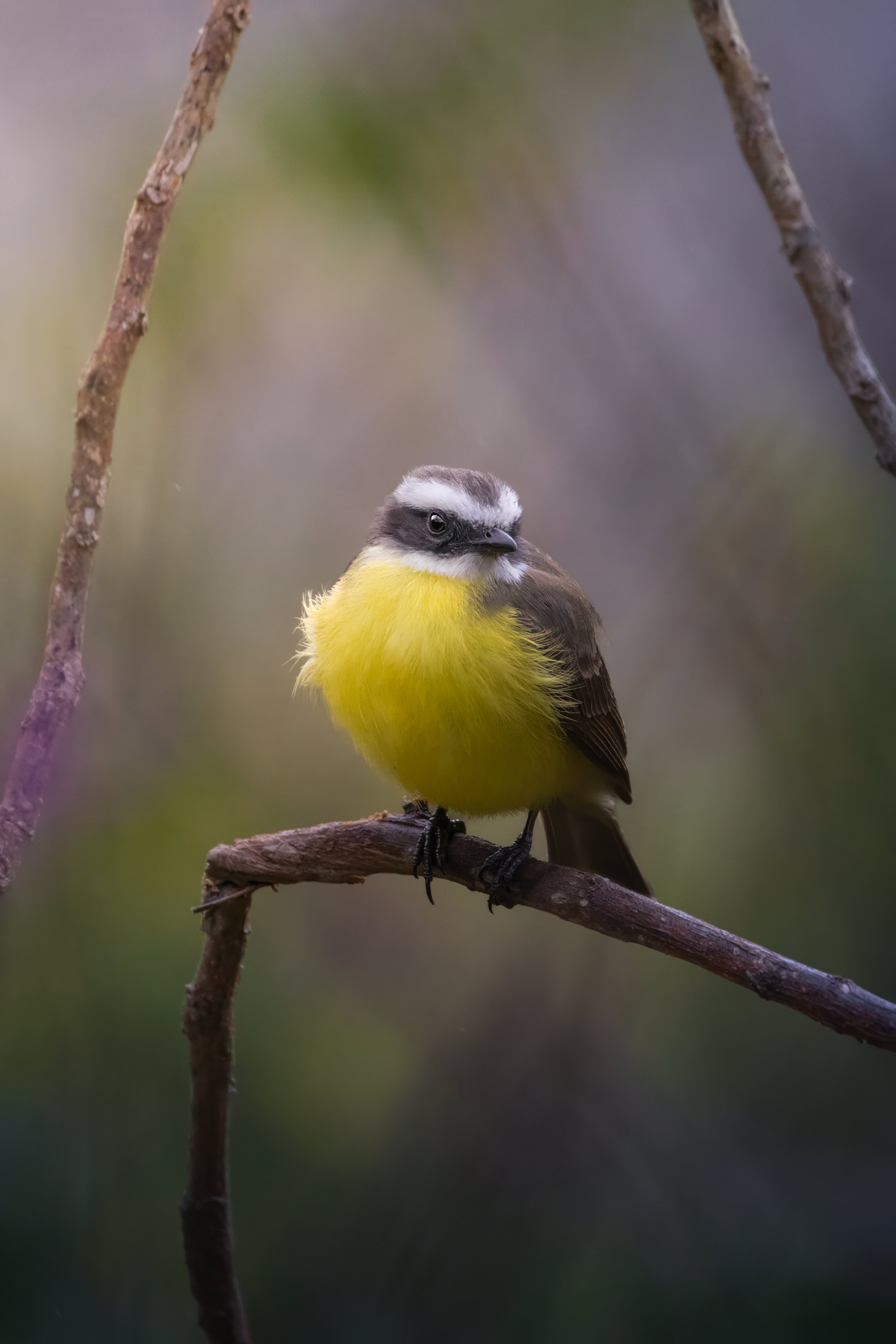 A small bird with yellow belly, black and white head, perched on a branch, with a blurred natural background.