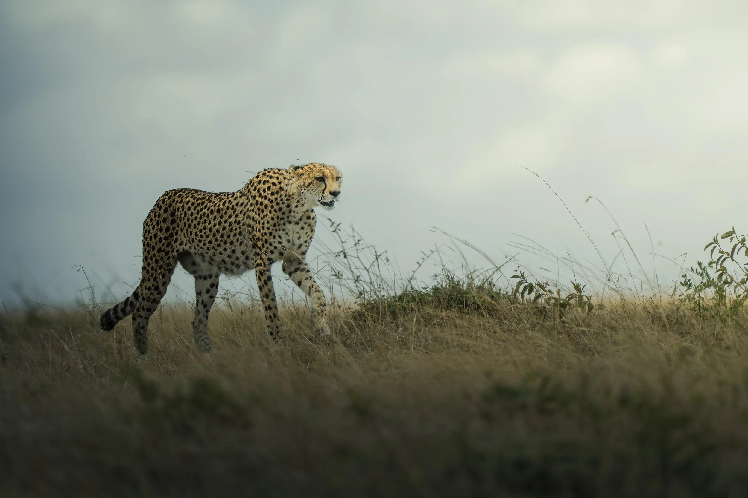 Maasai Mara Cheetah 2