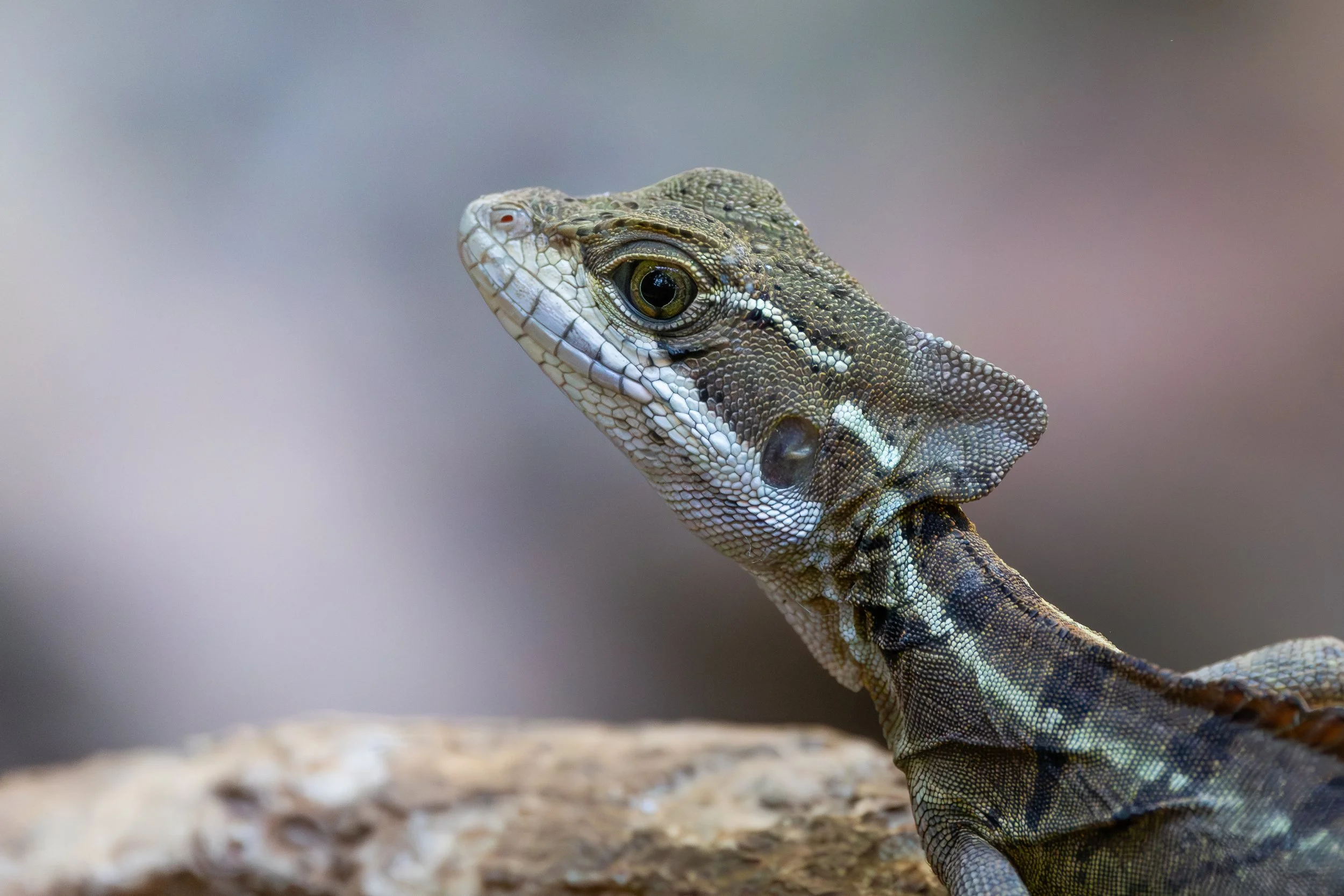 Costa Rica Basilisk 1