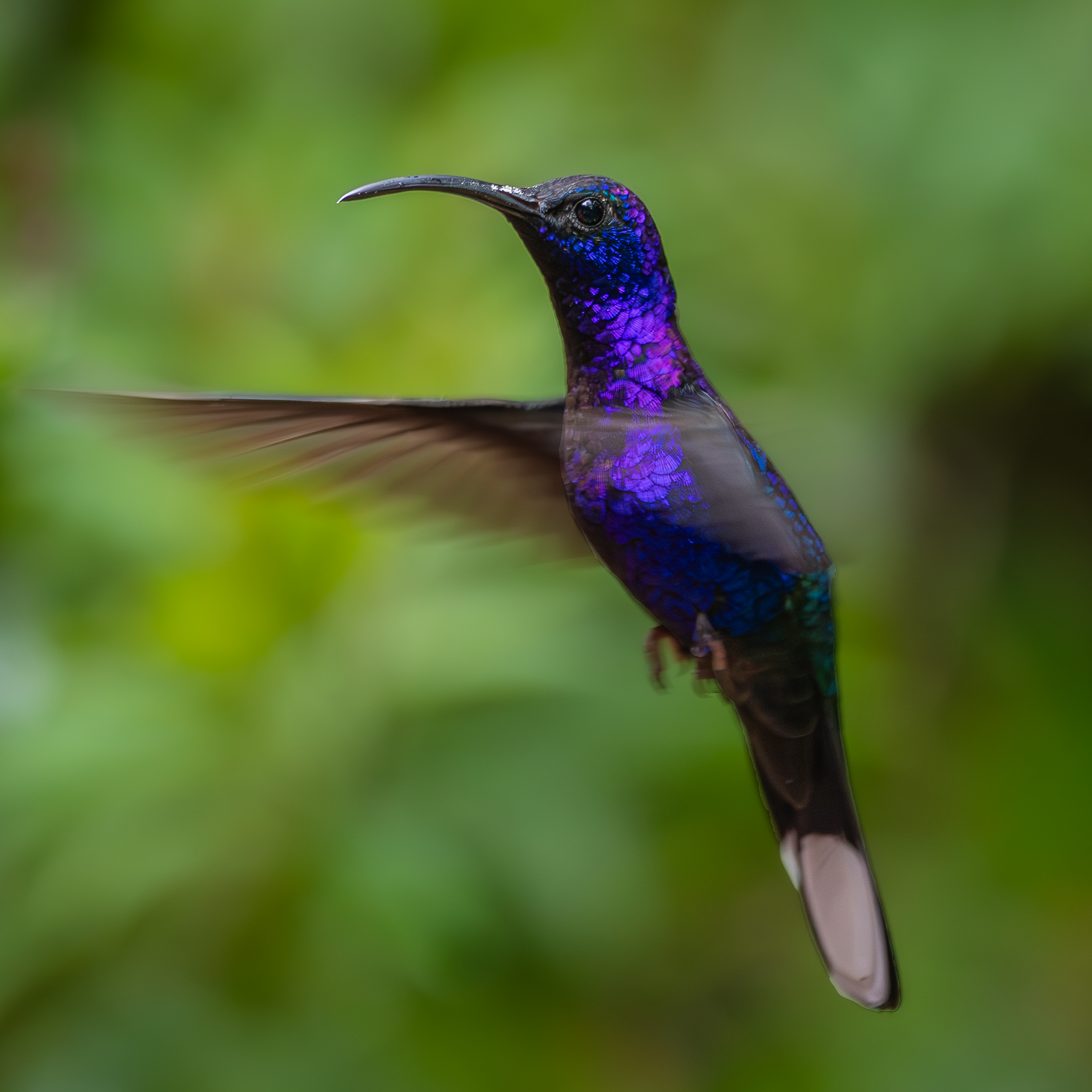 Costa Rica Hummingbird 1