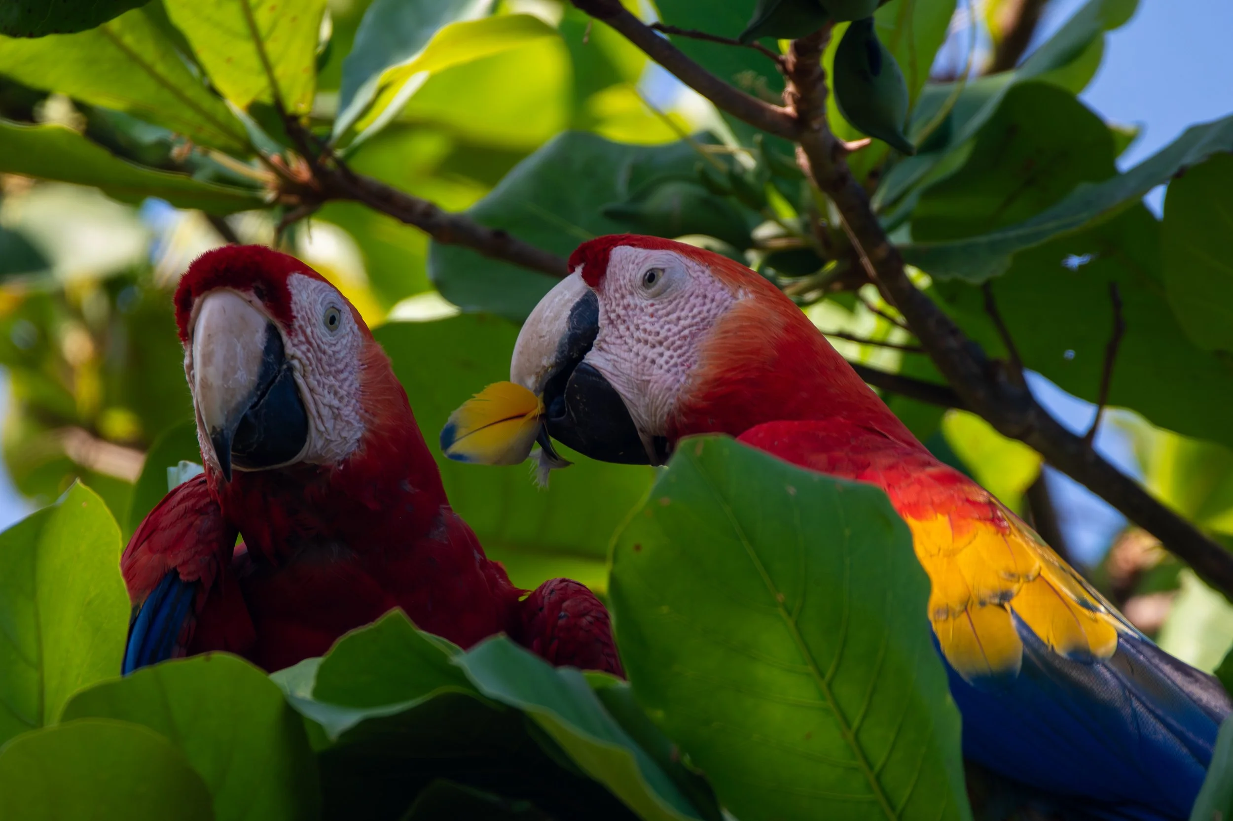 Costa Rica Scarlet Macaw 1