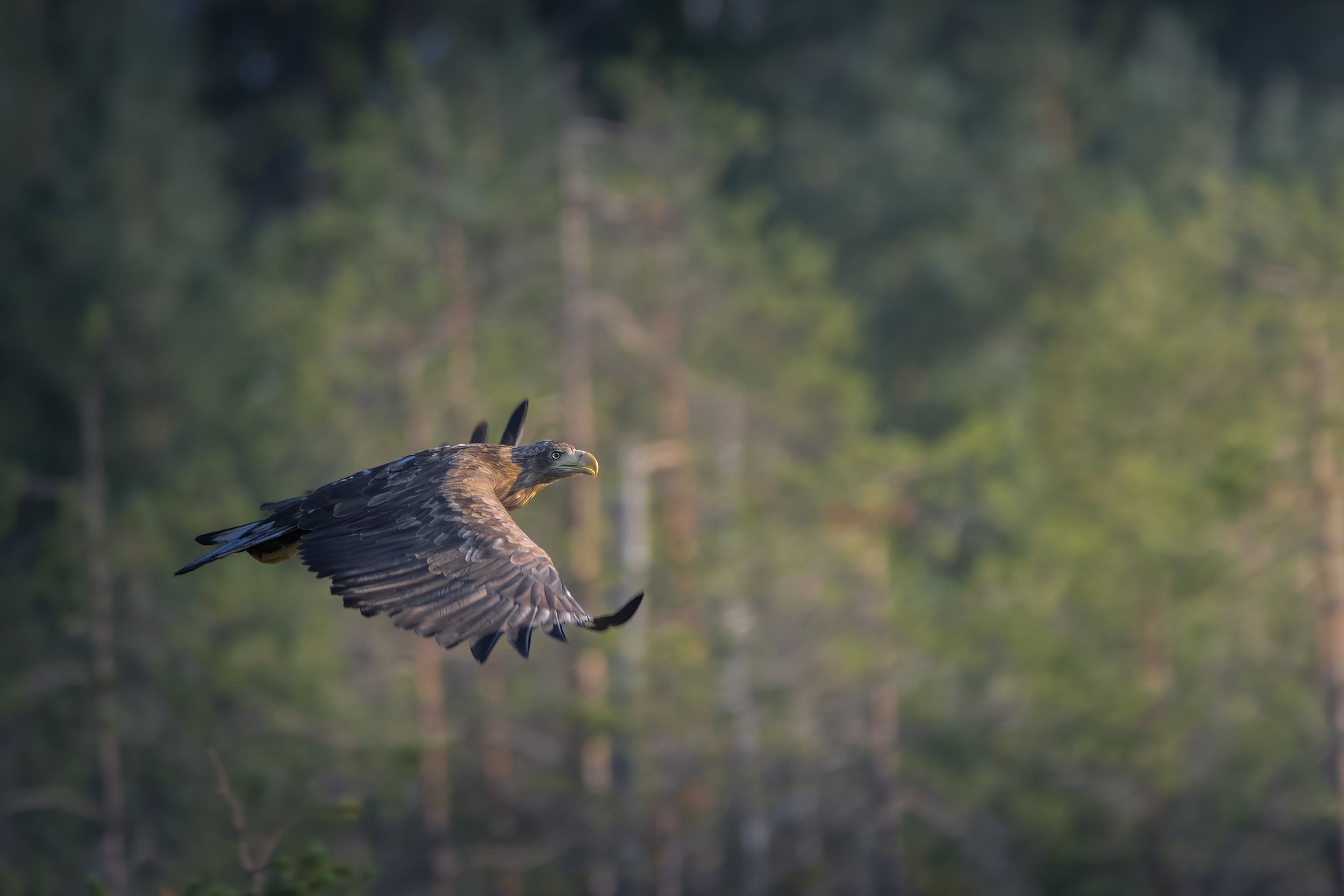Finland Eagle 1