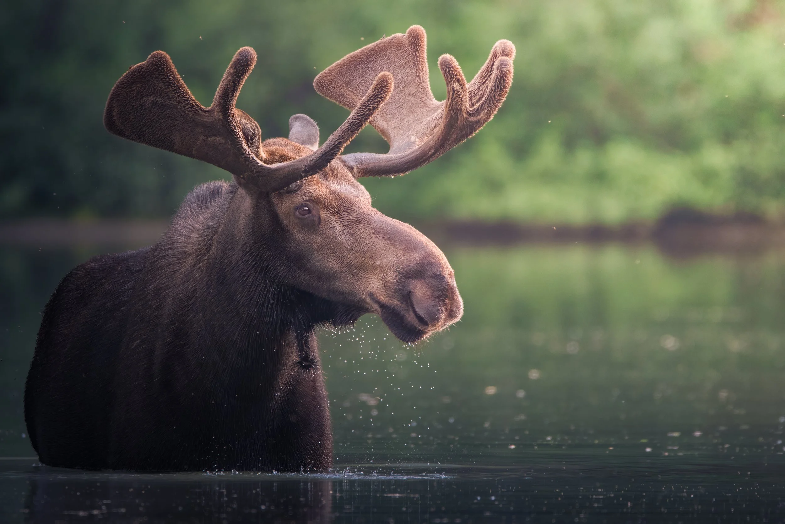 Glacier Moose 1