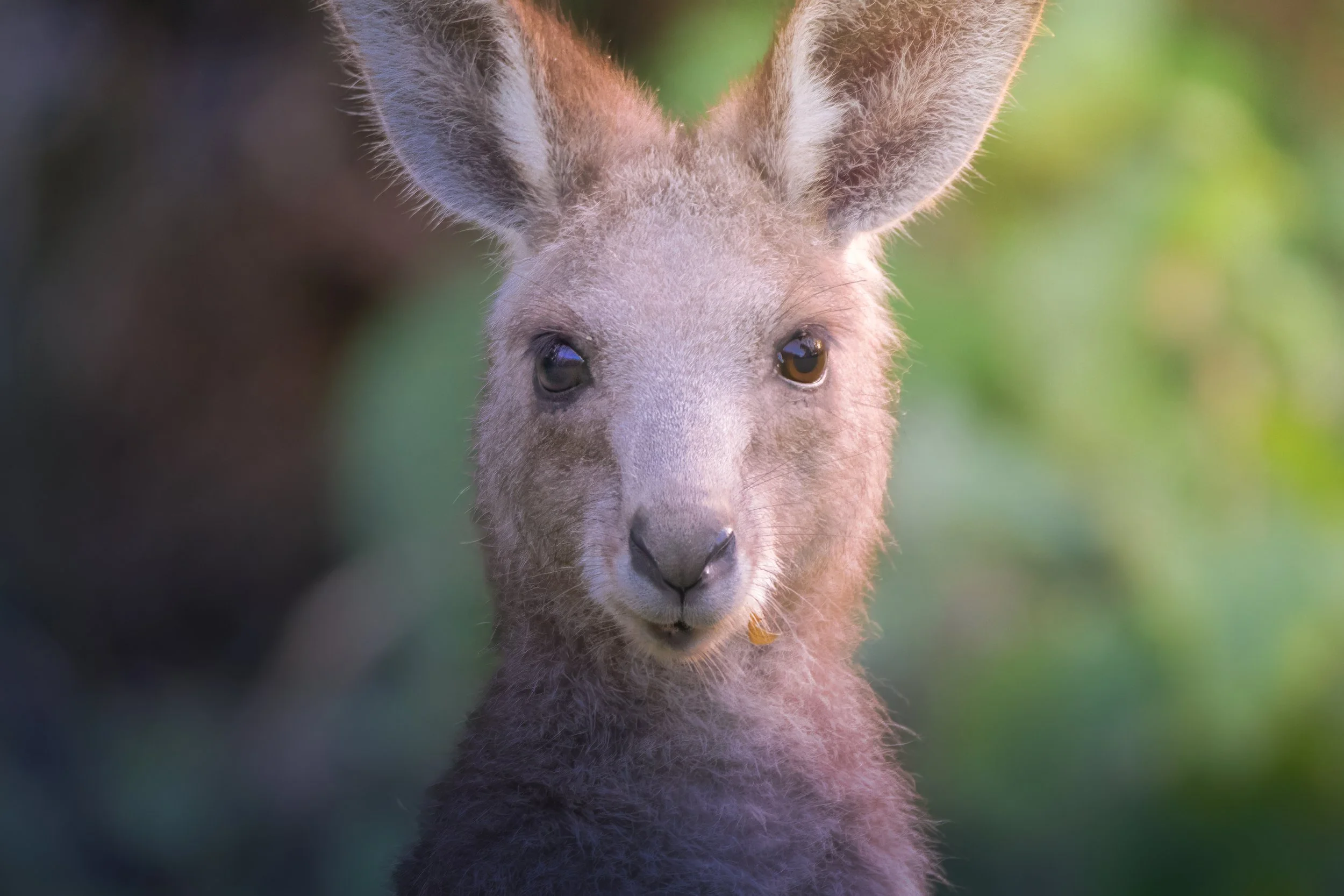 Australia Kangaroo 1
