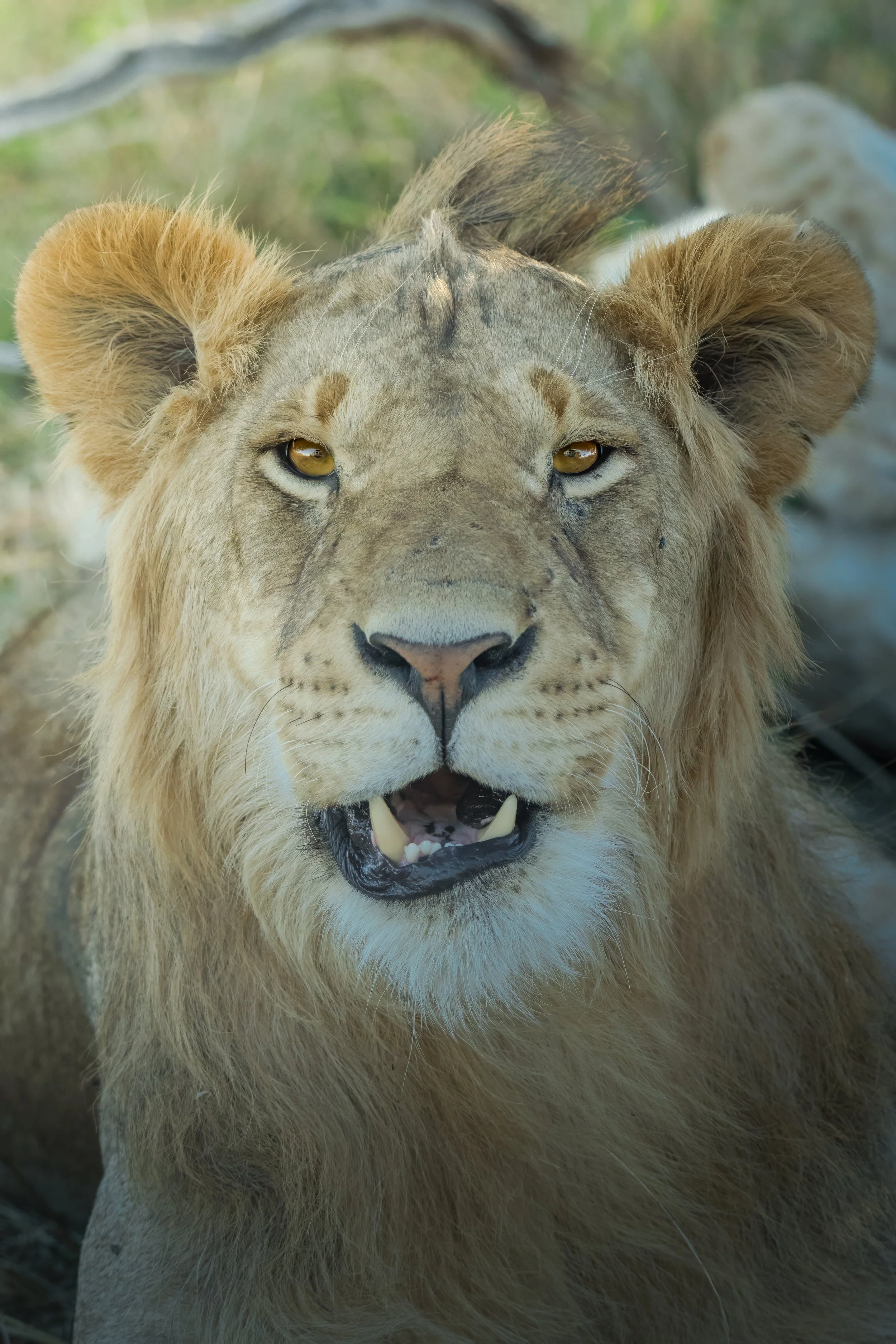 Maasai Mara Lion 3