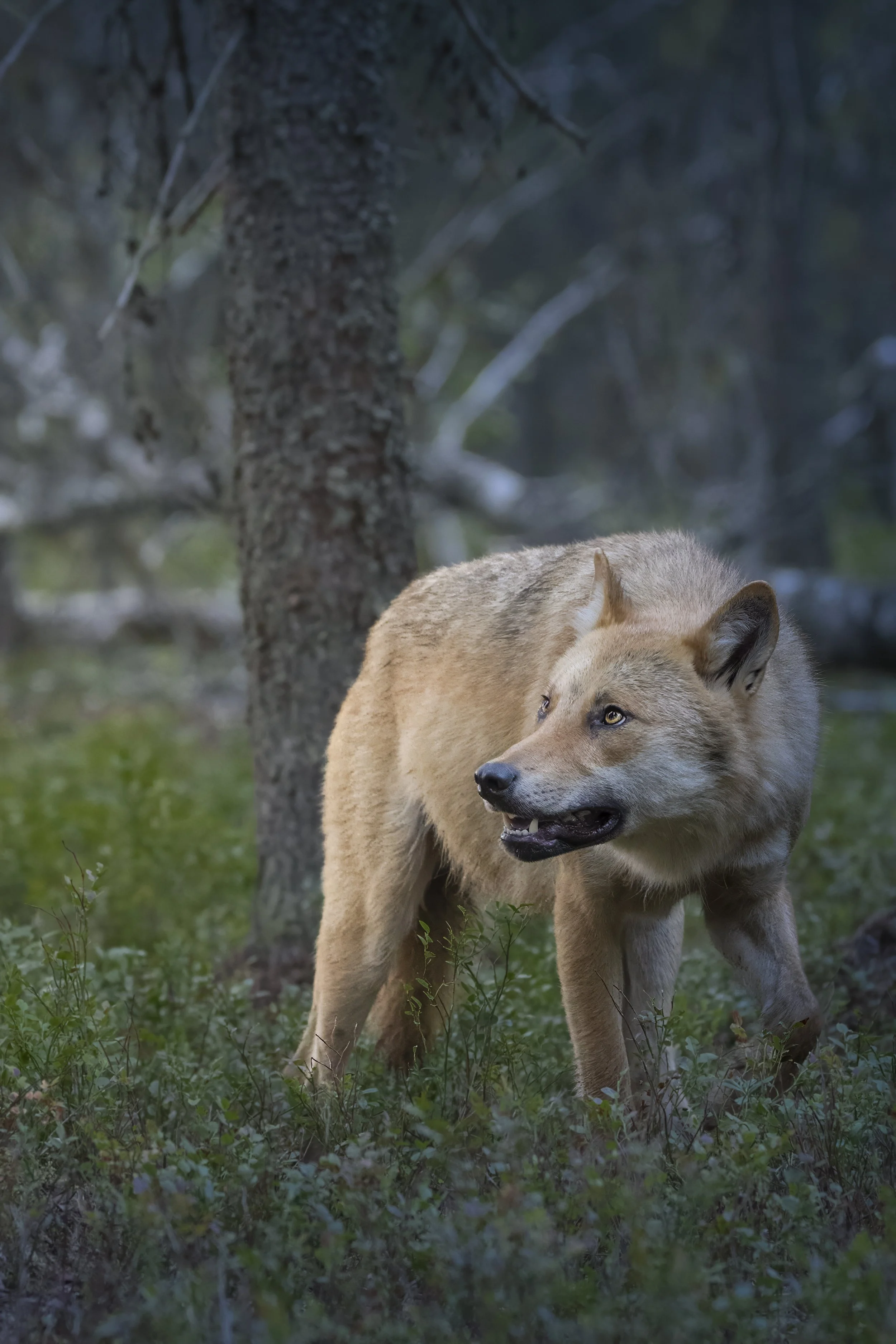Finland Wolf 2